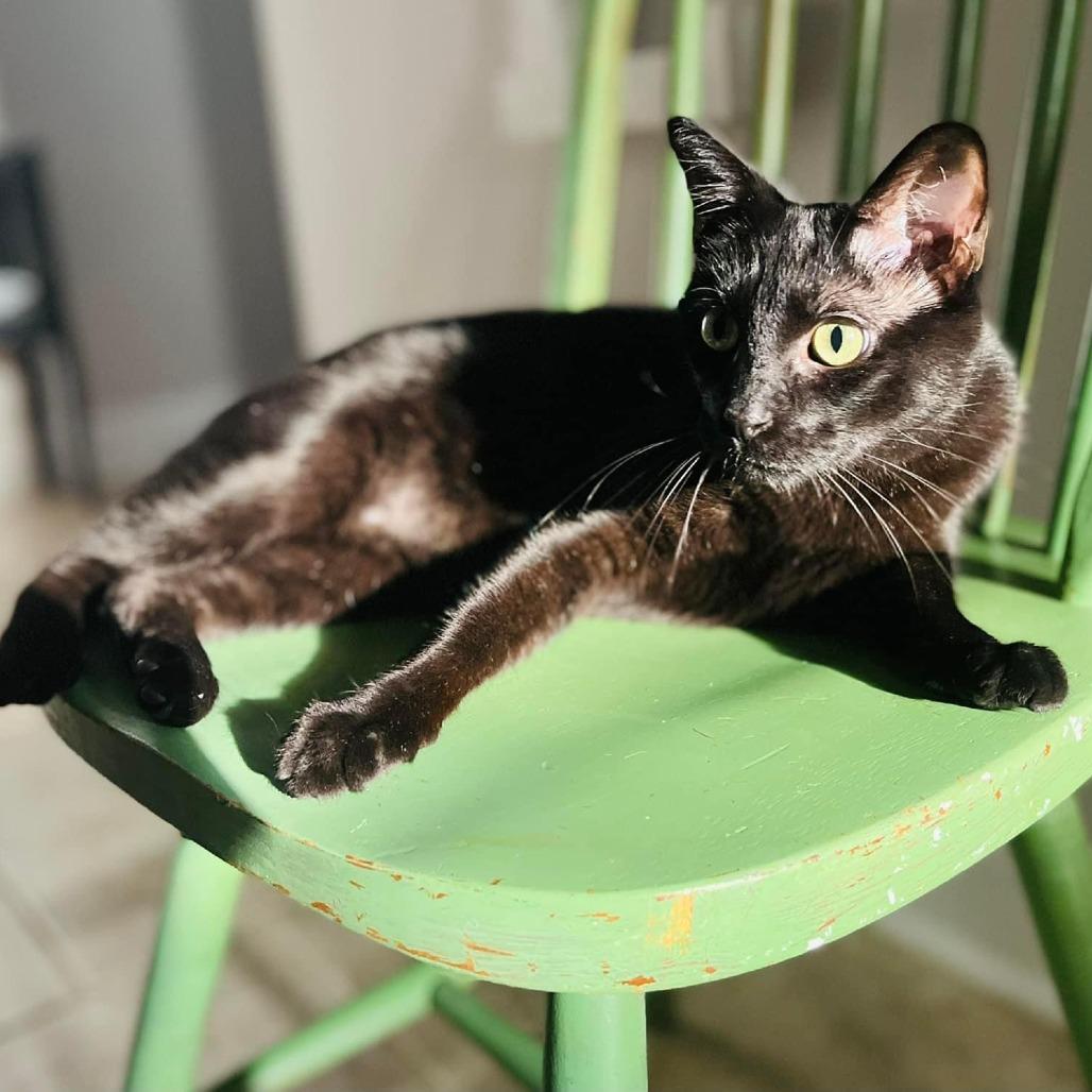 Oakley, a Adoptable Domestic Short Hair in Roanoke, VA image 2/6