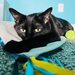 Oakley, a Adoptable Domestic Short Hair in Roanoke, VA image 3/6