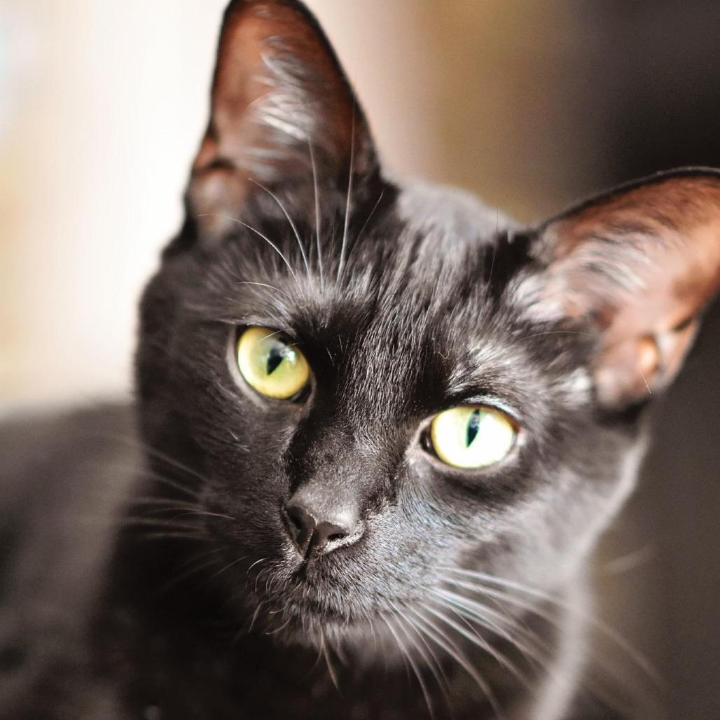 Oakley, a Adoptable Domestic Short Hair in Roanoke, VA image 4/6