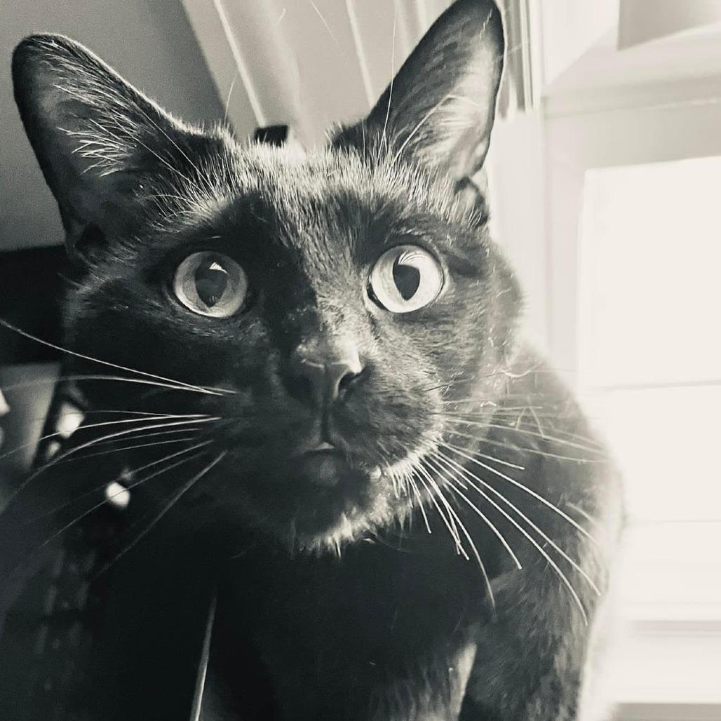 Oakley, a Adoptable Domestic Short Hair in Roanoke, VA image 5/6