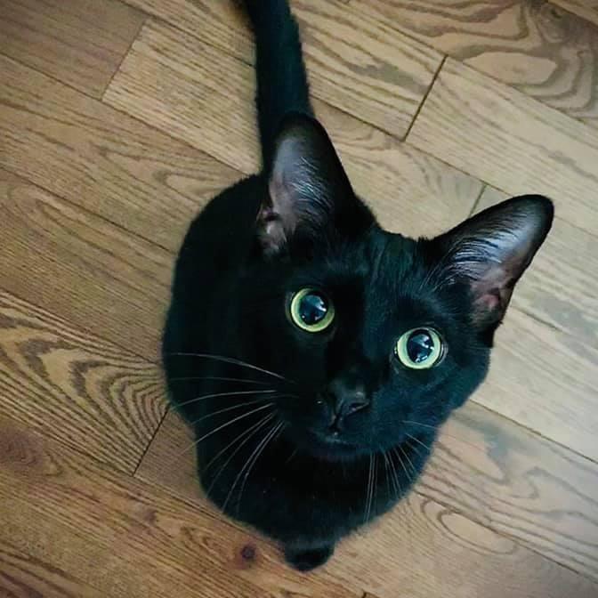 Oakley, a Adoptable Domestic Short Hair in Roanoke, VA image 6/6