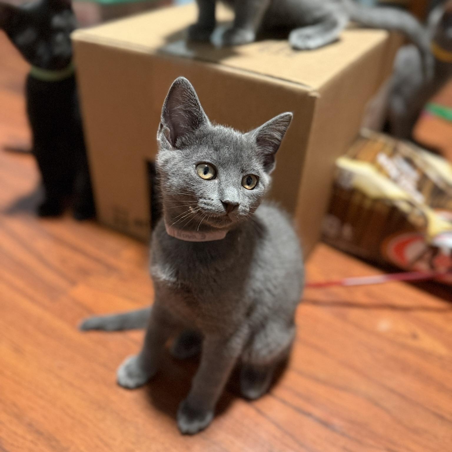 Enlarge Nova, a Adoptable Domestic Short Hair in Renton , WA image 4/4