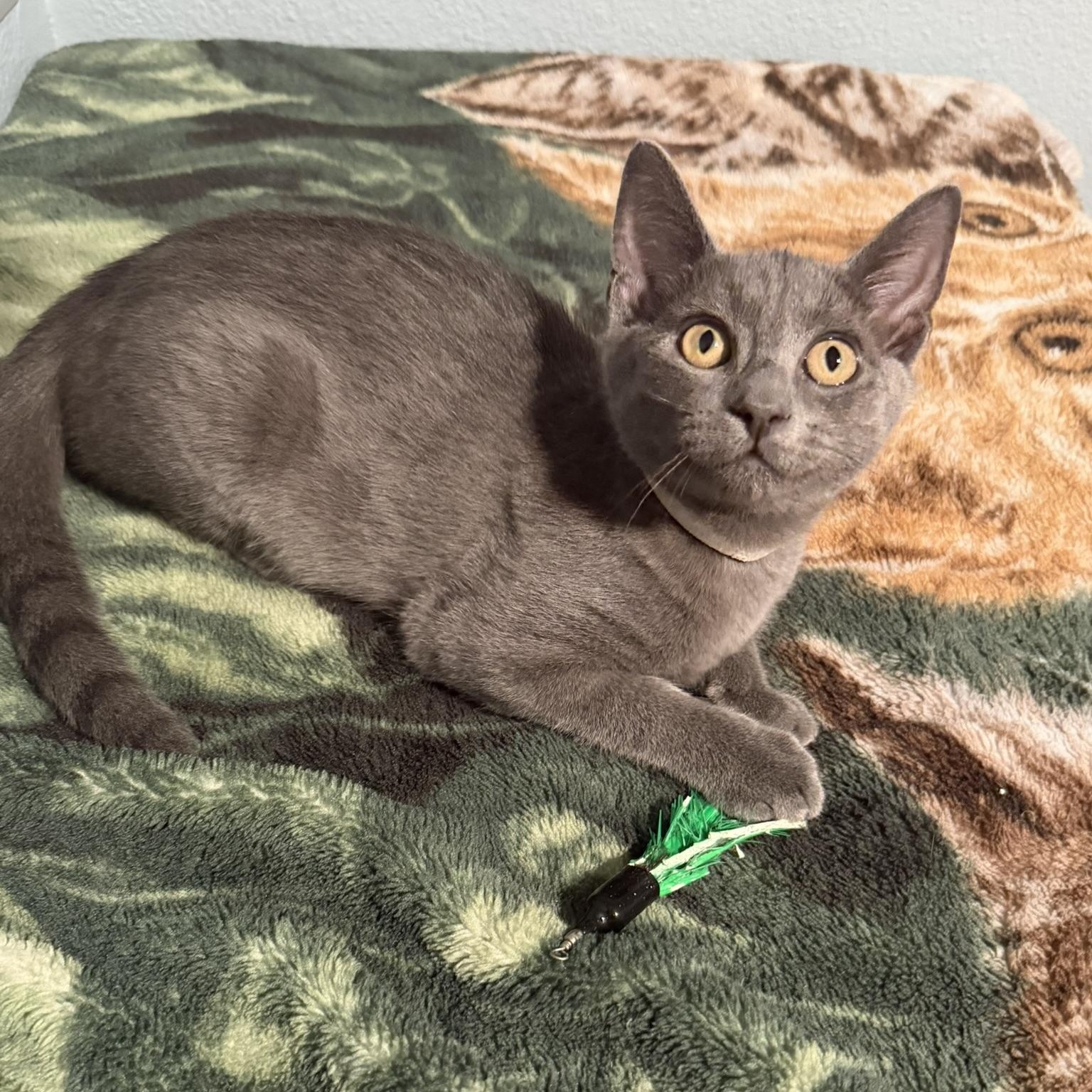 Enlarge Nova, a Adoptable Domestic Short Hair in Renton , WA image 2/4