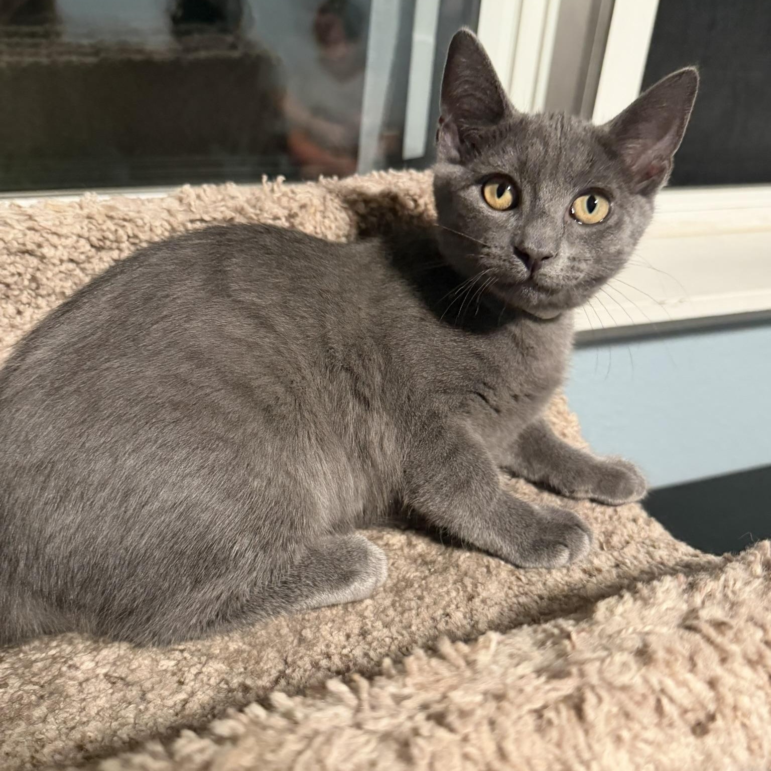 Nova, Adoptable, Kitten Female Domestic Short Hair.