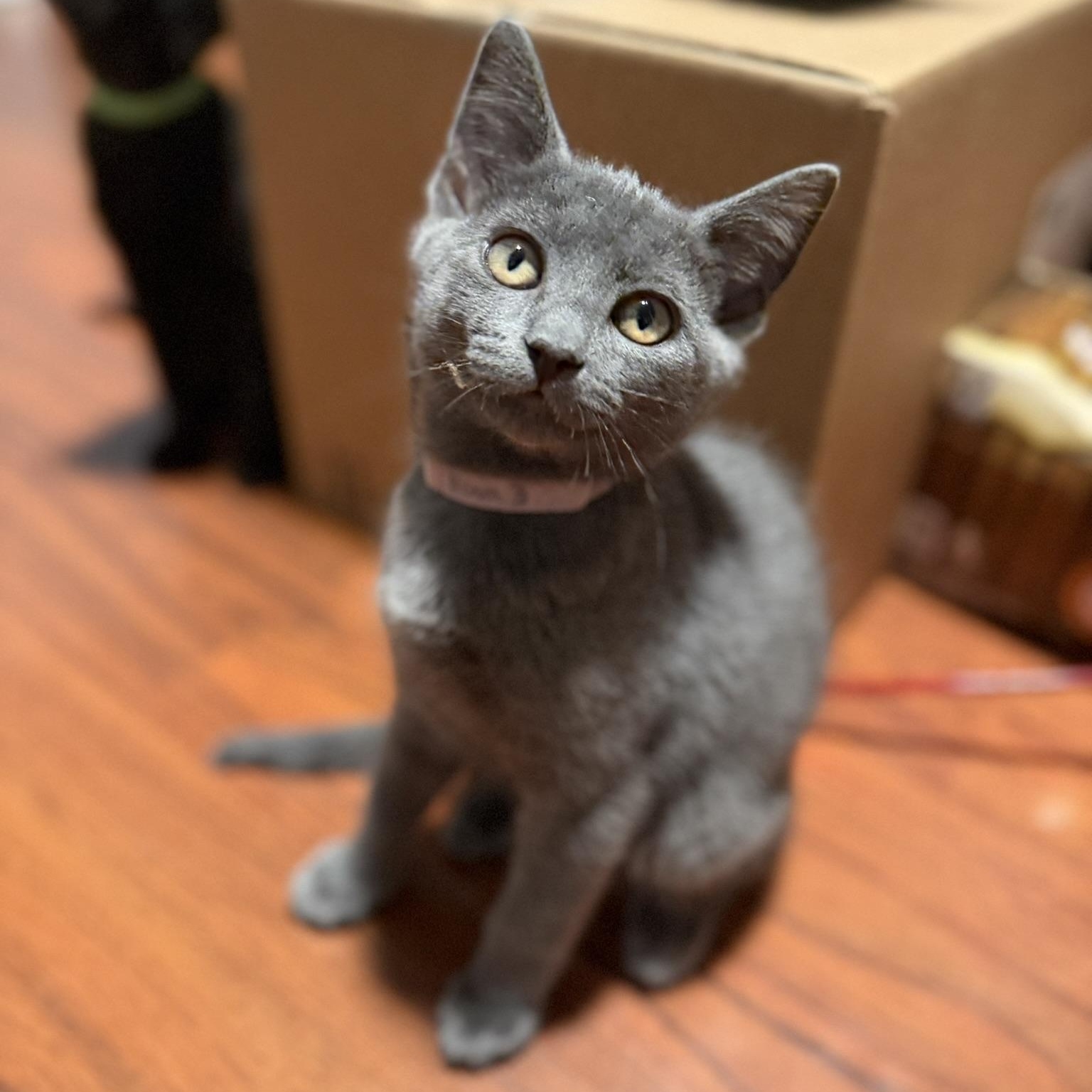 Enlarge Nova, a Adoptable Domestic Short Hair in Renton , WA image 3/4