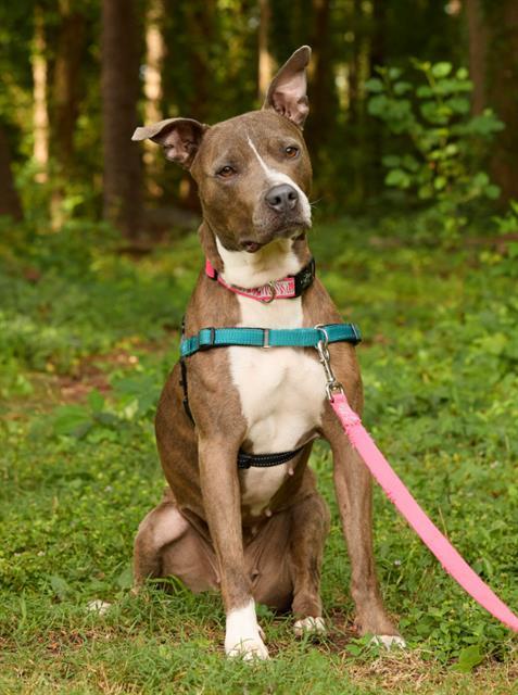 WILLIE MAE, Adoptable, Adult Female Pit Bull Terrier.