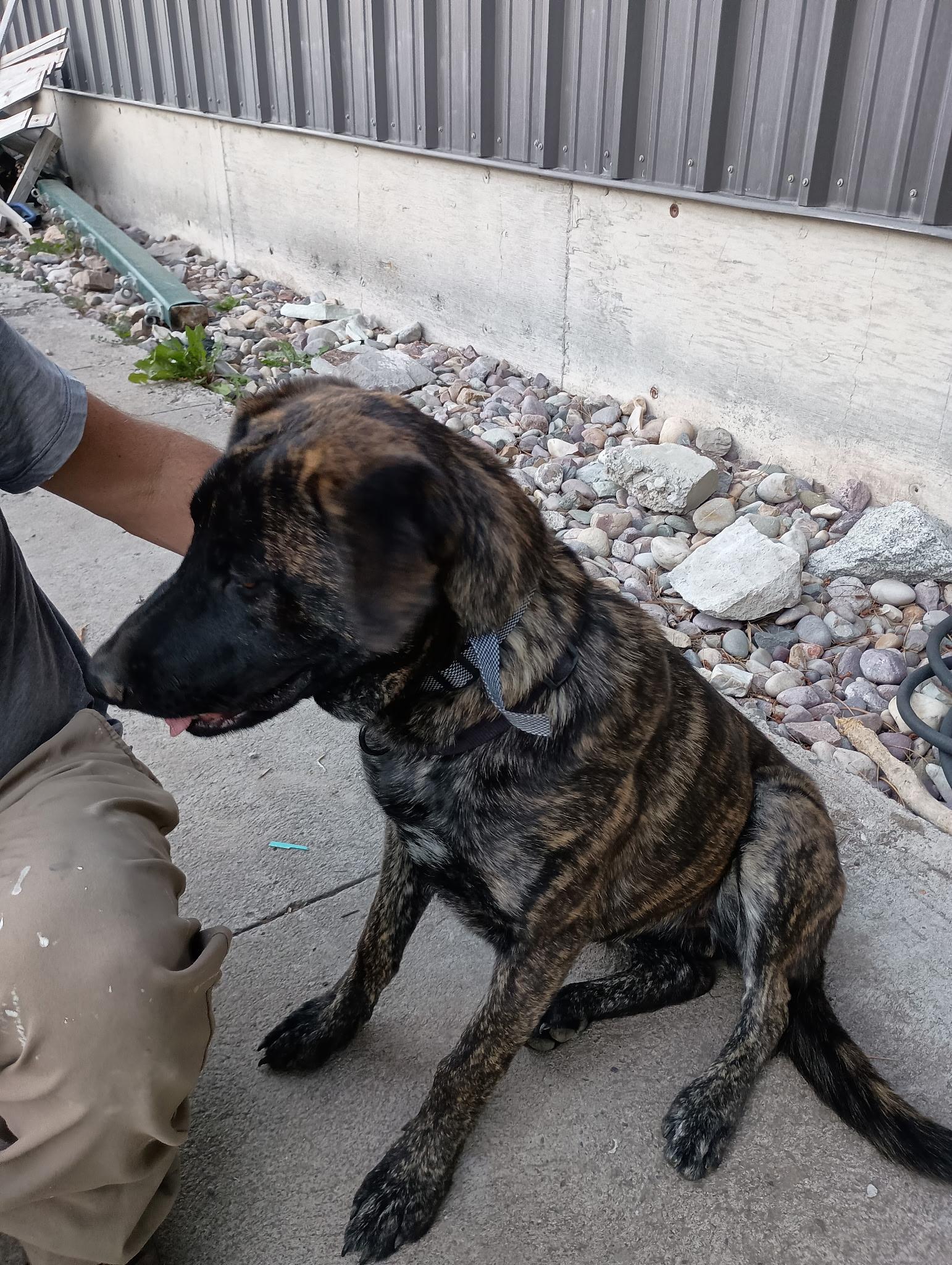Hazel, an adoptable Dutch Shepherd, Black Labrador Retriever in Pocatello, ID, 83201 | Photo Image 2
