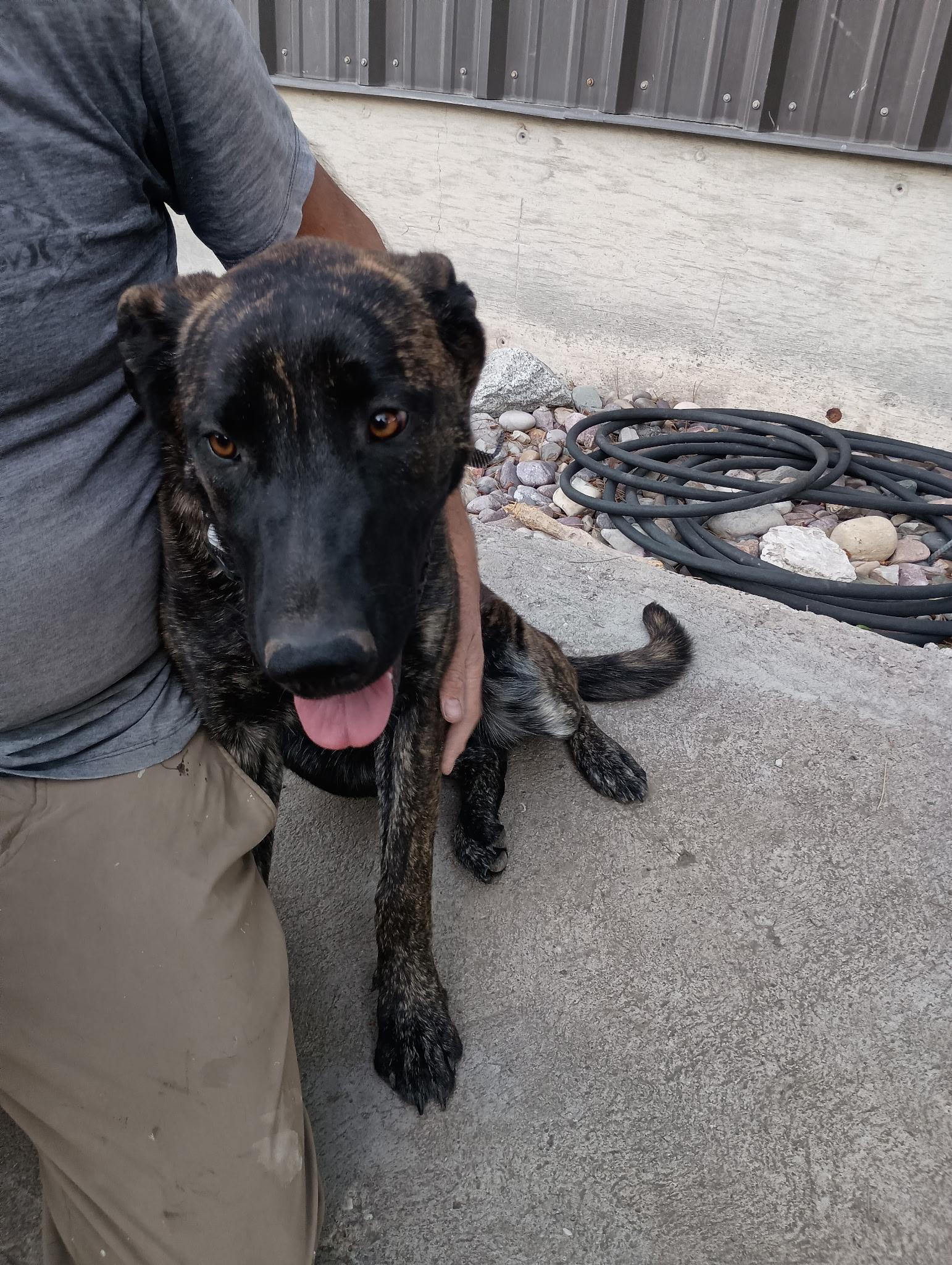 Hazel, an adoptable Dutch Shepherd, Black Labrador Retriever in Pocatello, ID, 83201 | Photo Image 3
