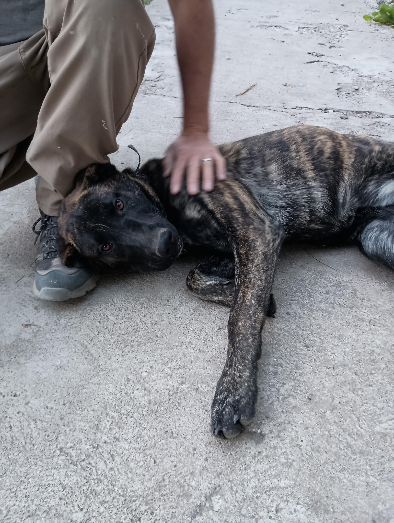 Hazel, an adoptable Dutch Shepherd, Black Labrador Retriever in Pocatello, ID, 83201 | Photo Image 1