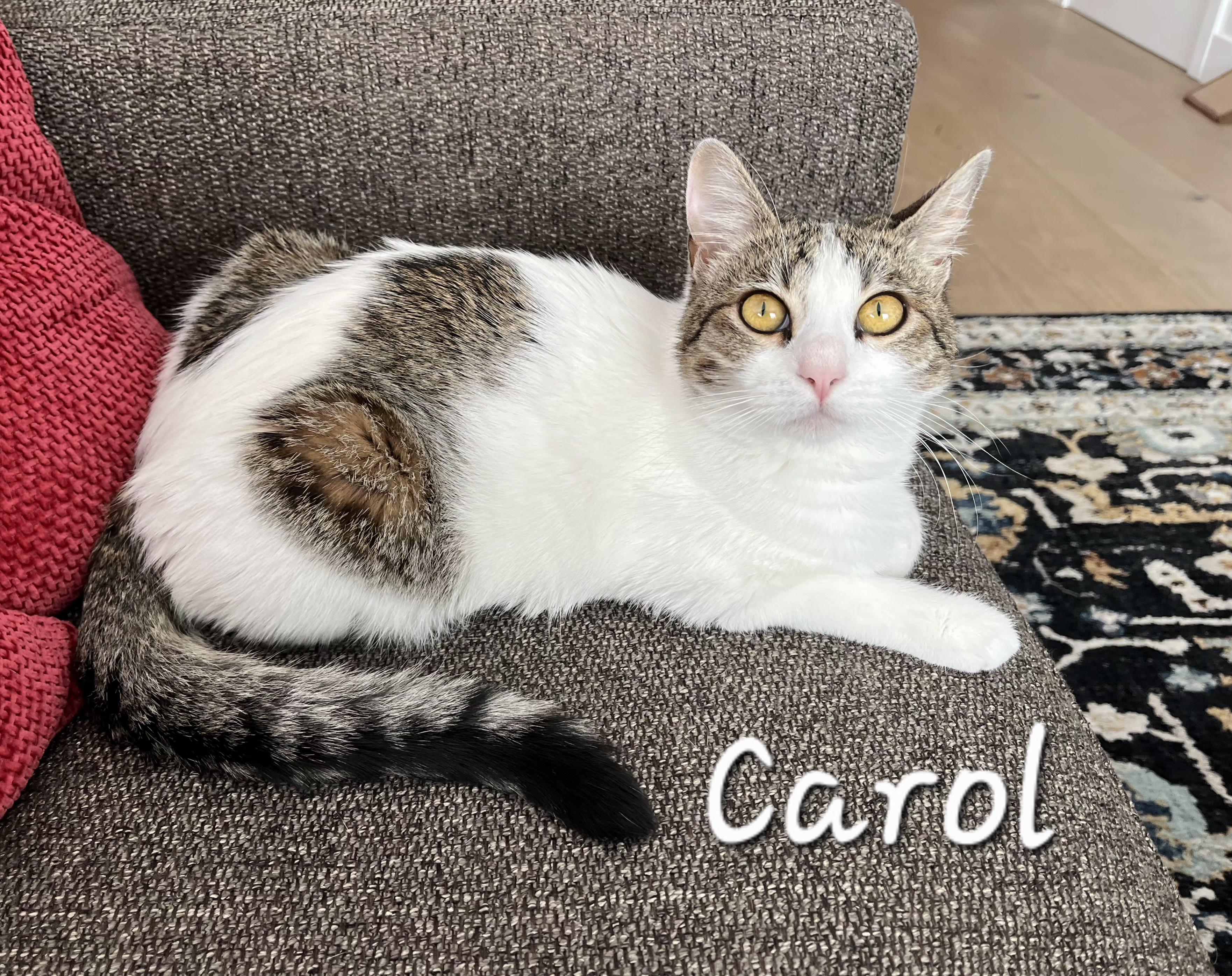 Carol, a ADOPTABLE Domestic Medium Hair in Redondo Beach, CA image 1/6