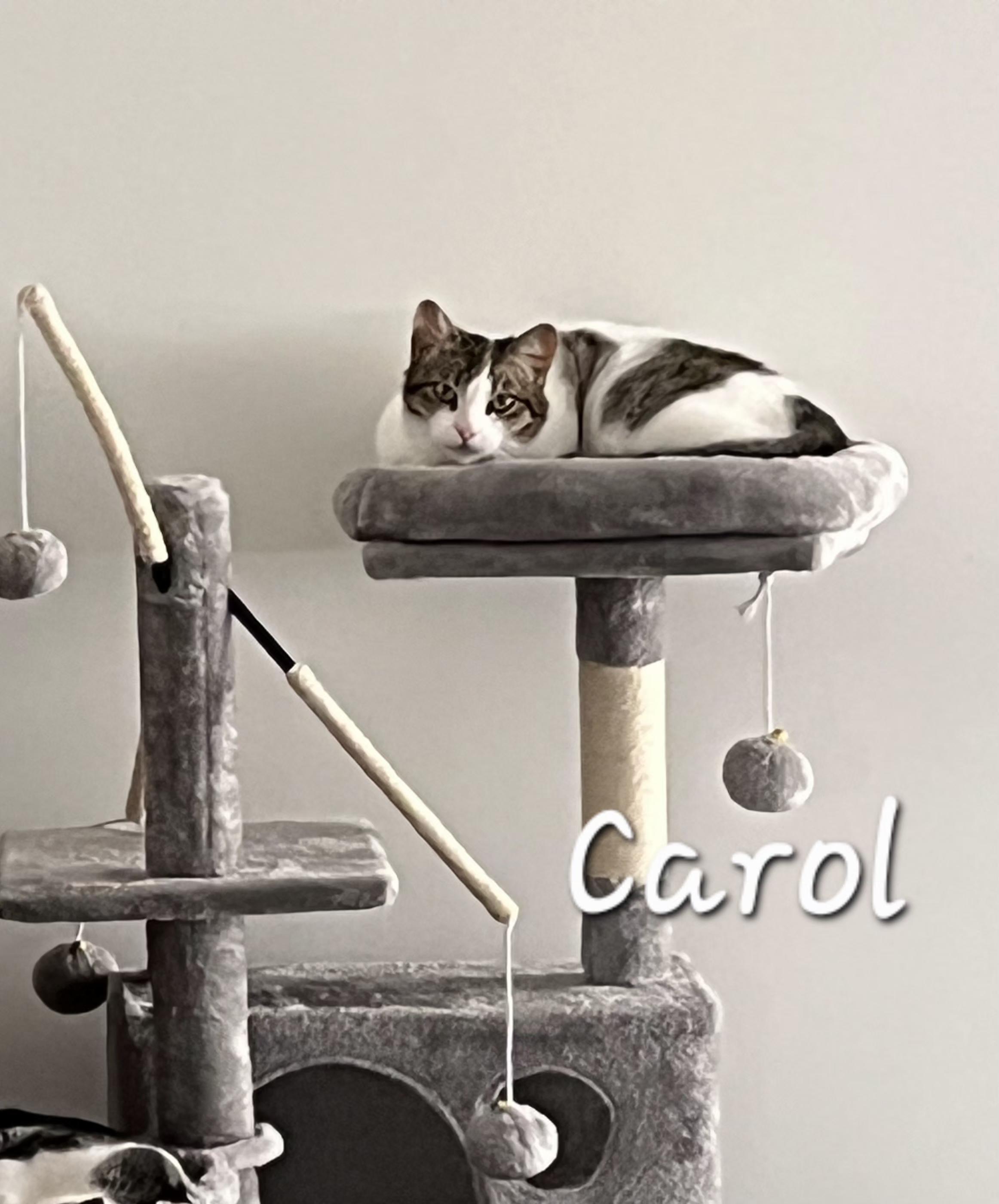 Carol, a ADOPTABLE Domestic Medium Hair in Redondo Beach, CA image 3/6
