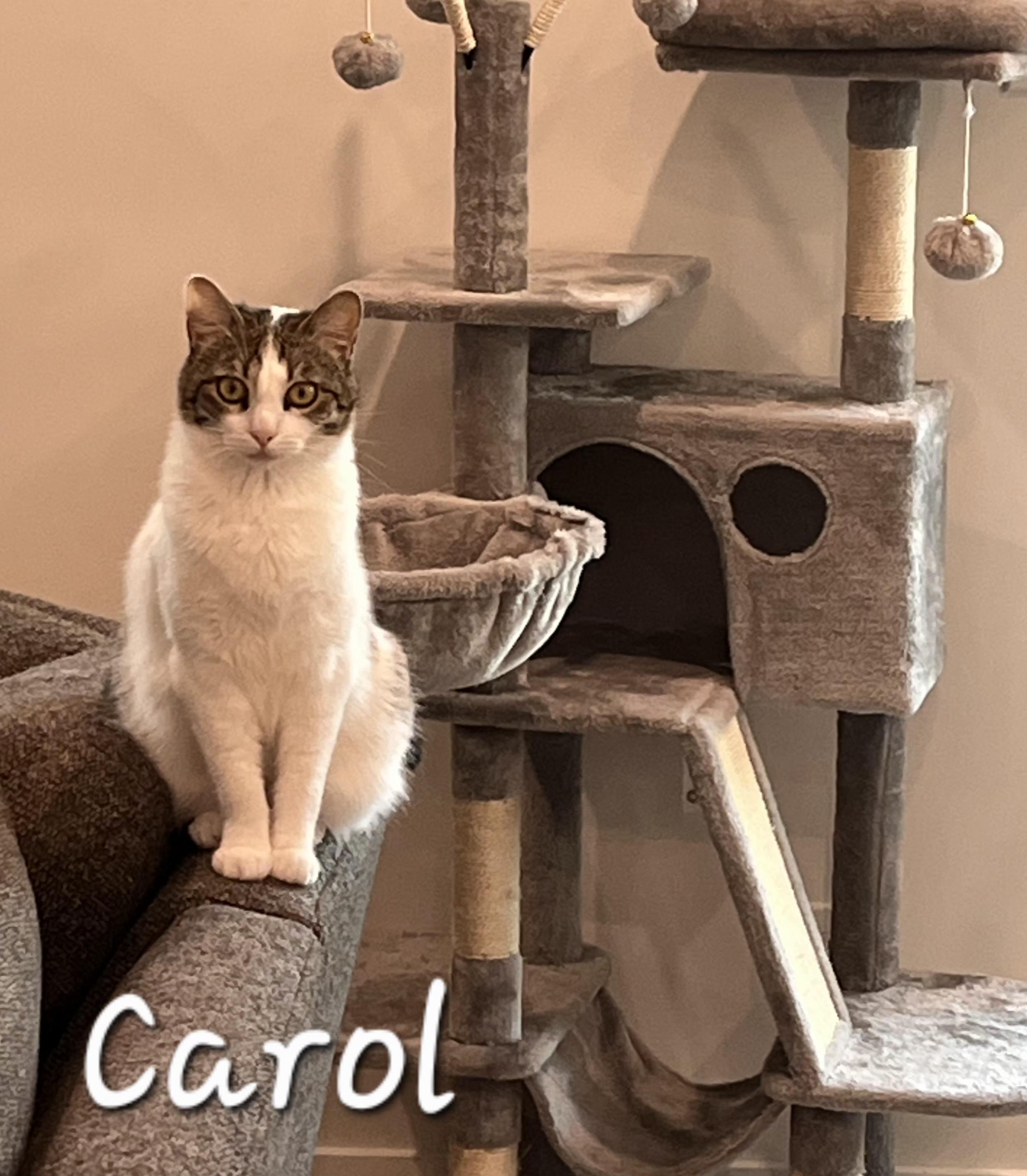 Carol, a ADOPTABLE Domestic Medium Hair in Redondo Beach, CA image 2/6