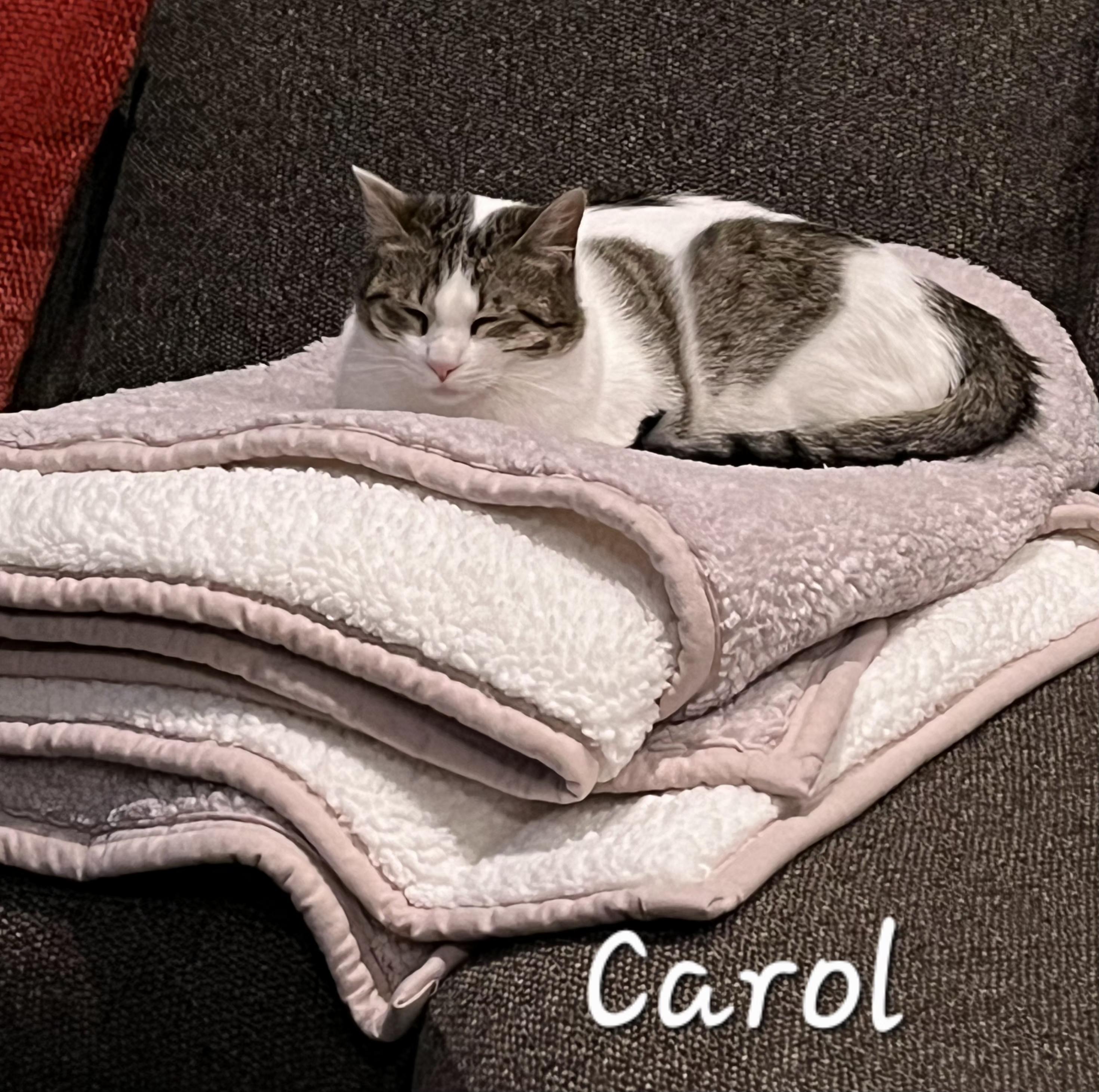 Carol, a ADOPTABLE Domestic Medium Hair in Redondo Beach, CA image 4/6