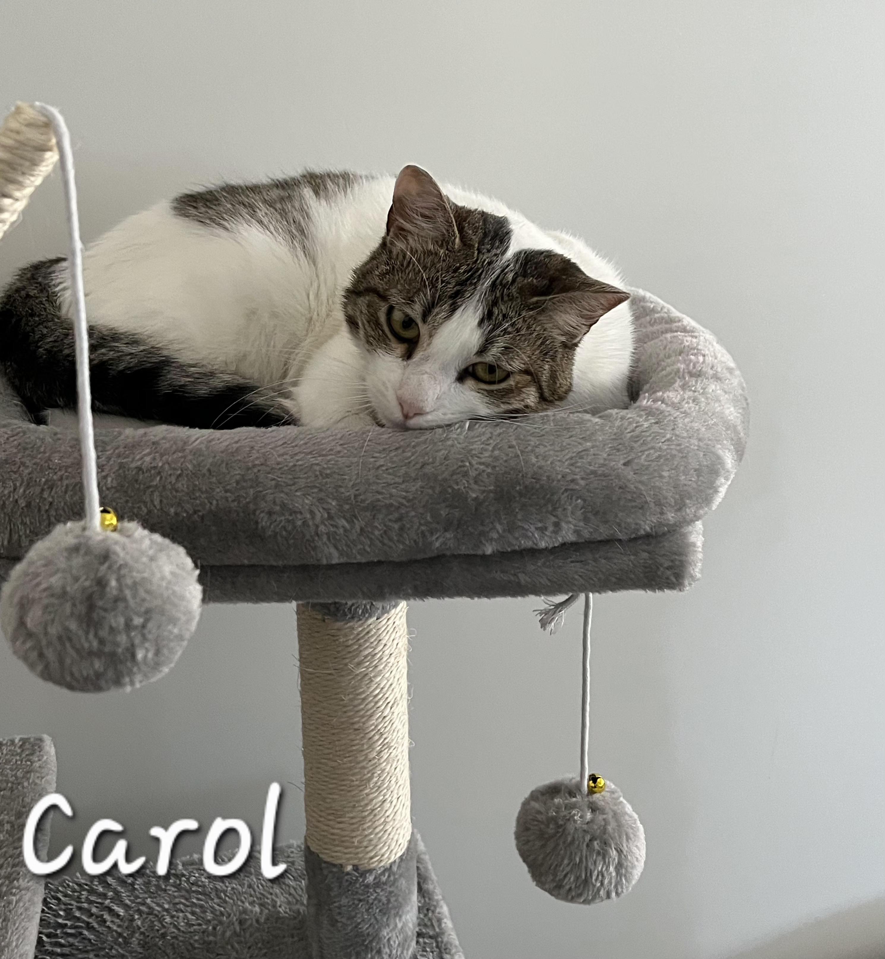 Carol, a ADOPTABLE Domestic Medium Hair in Redondo Beach, CA image 6/6