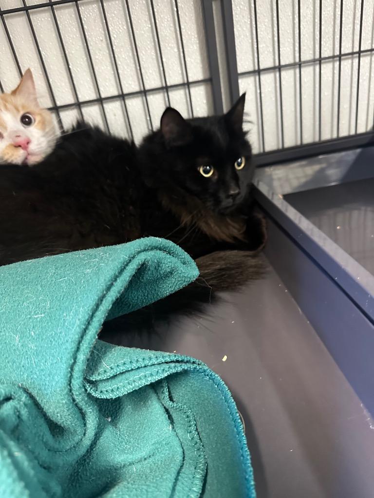 Pedro Pstststacal, Adoptable, Young Male Domestic Long Hair.