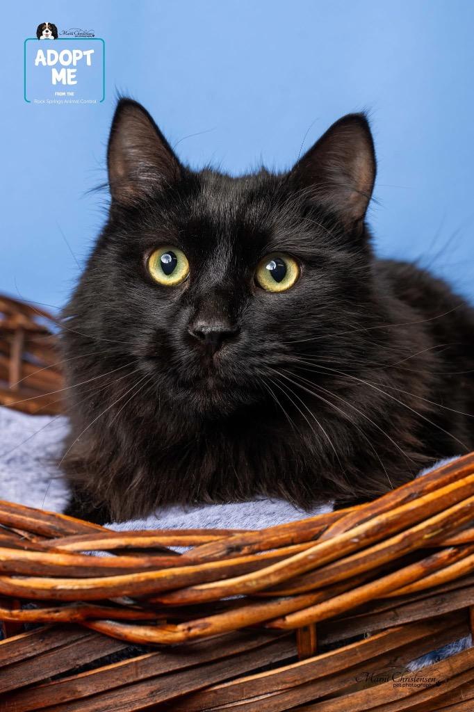 Enlarge Pedro Pstststacal, a Adoptable mixed breed in Rock Springs, WY image 2/3