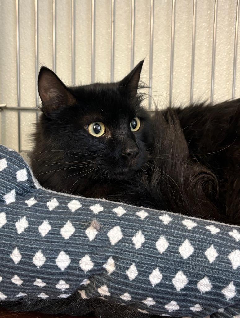 Enlarge Pedro Pstststacal, a Adoptable mixed breed in Rock Springs, WY image 3/3