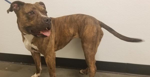 Pen 195  Brooklyn, Adoptable, Senior Female Pit Bull Terrier.