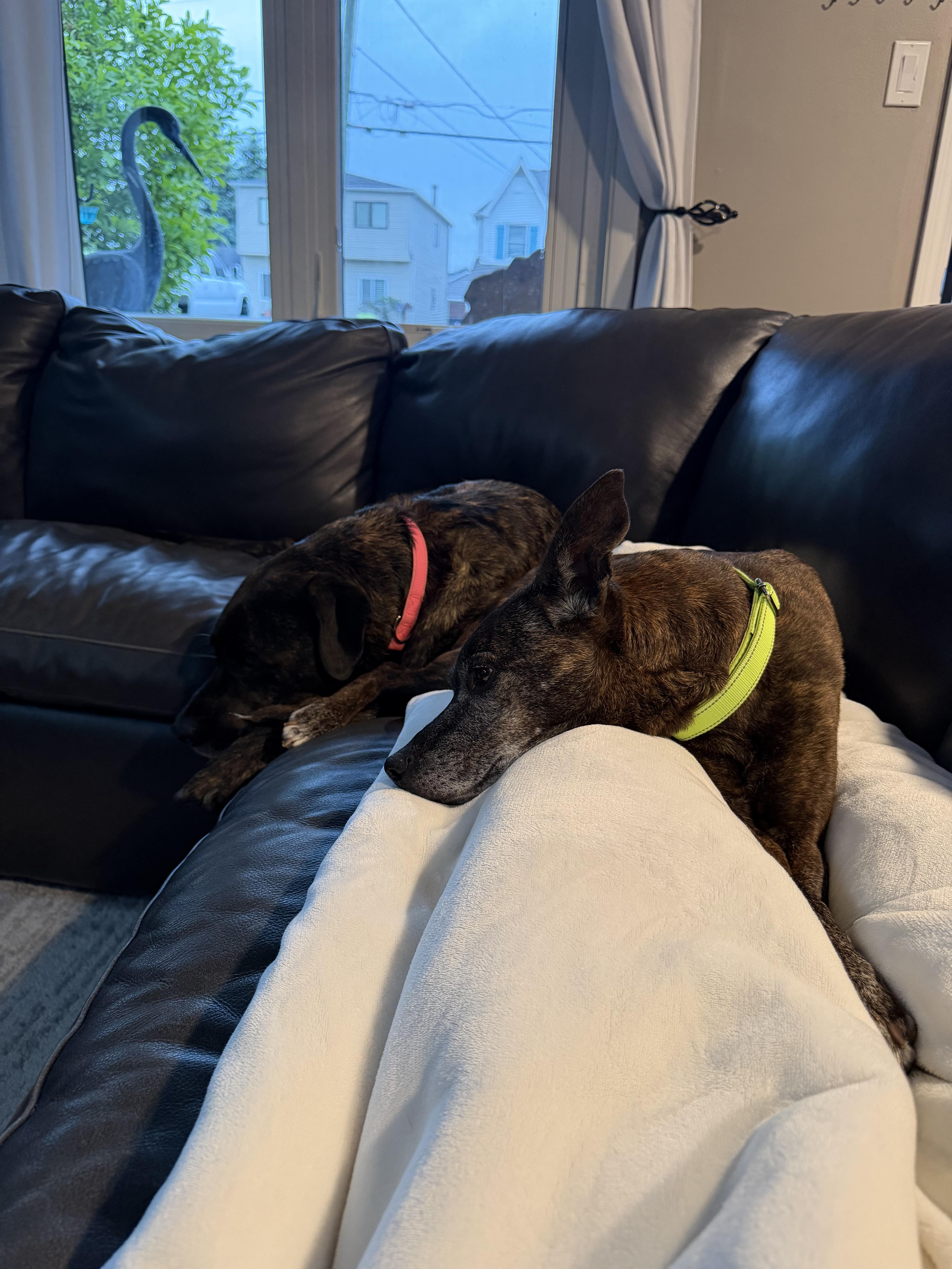 Birdie, a Adoptable Jack Russell Terrier in Troy, MI image 1/6