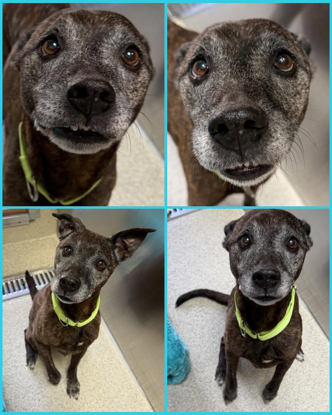 Birdie, a Adoptable Jack Russell Terrier in Troy, MI image 3/6