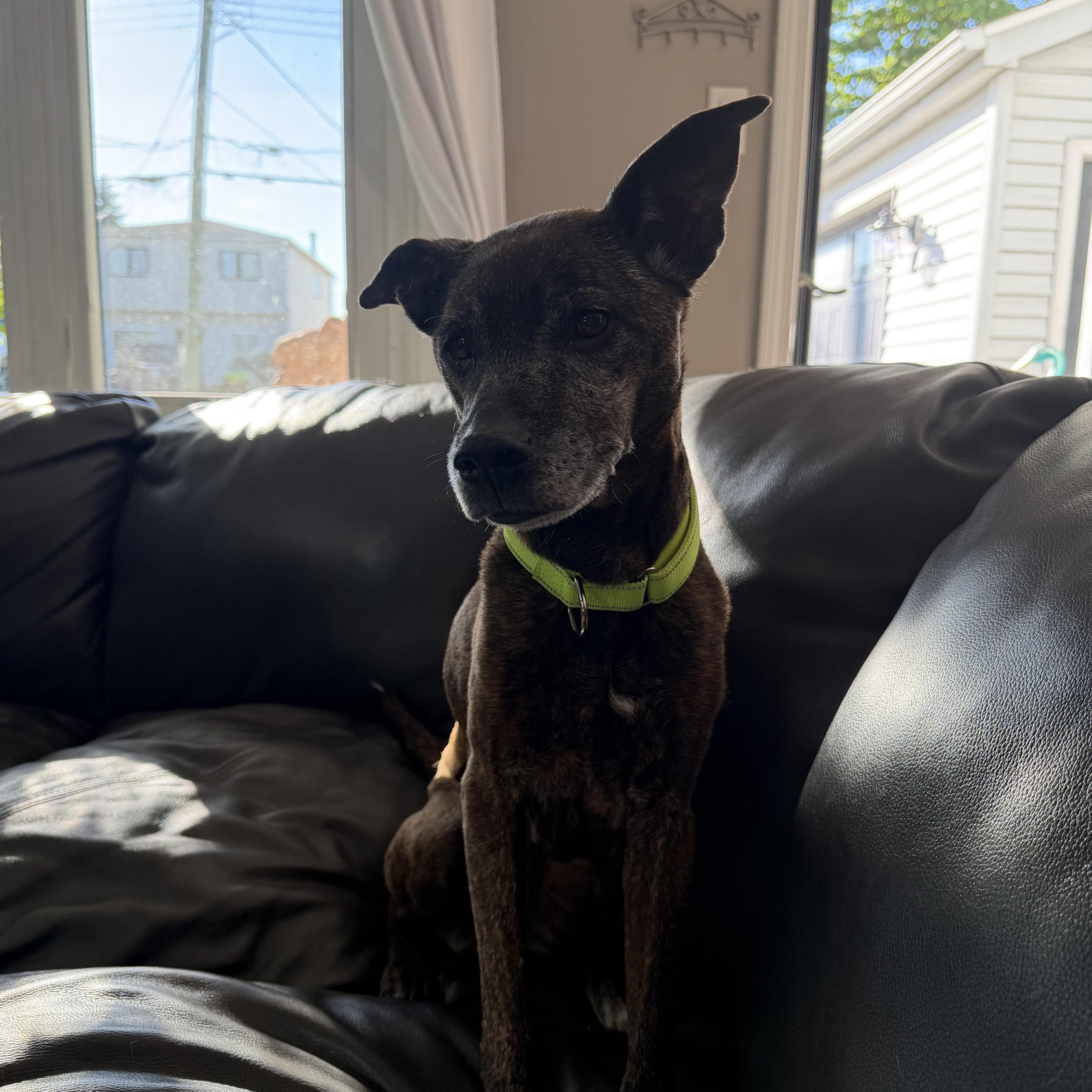 Birdie, a Adoptable Jack Russell Terrier in Troy, MI image 4/6