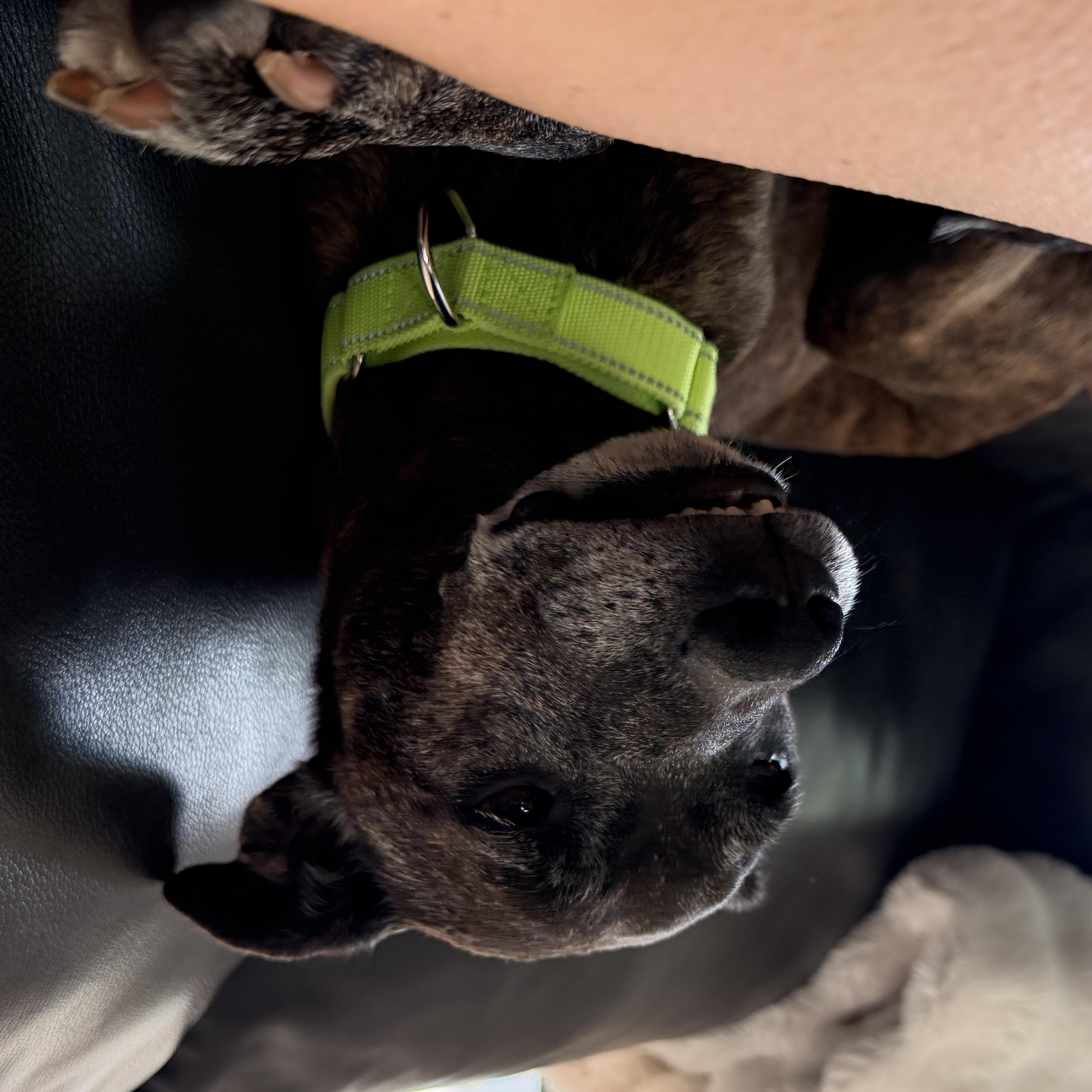 Birdie, a Adoptable Jack Russell Terrier in Troy, MI image 5/6