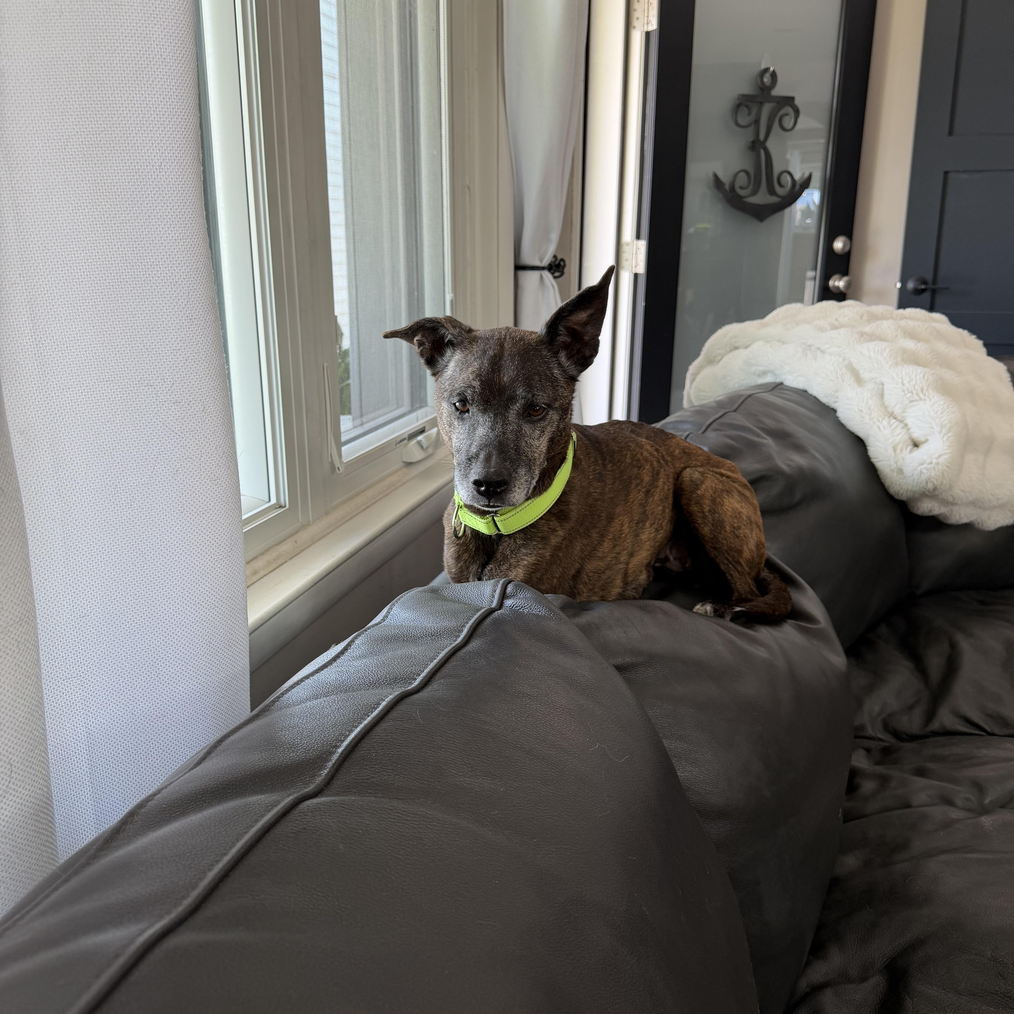 Birdie, a Adoptable Jack Russell Terrier in Troy, MI image 6/6