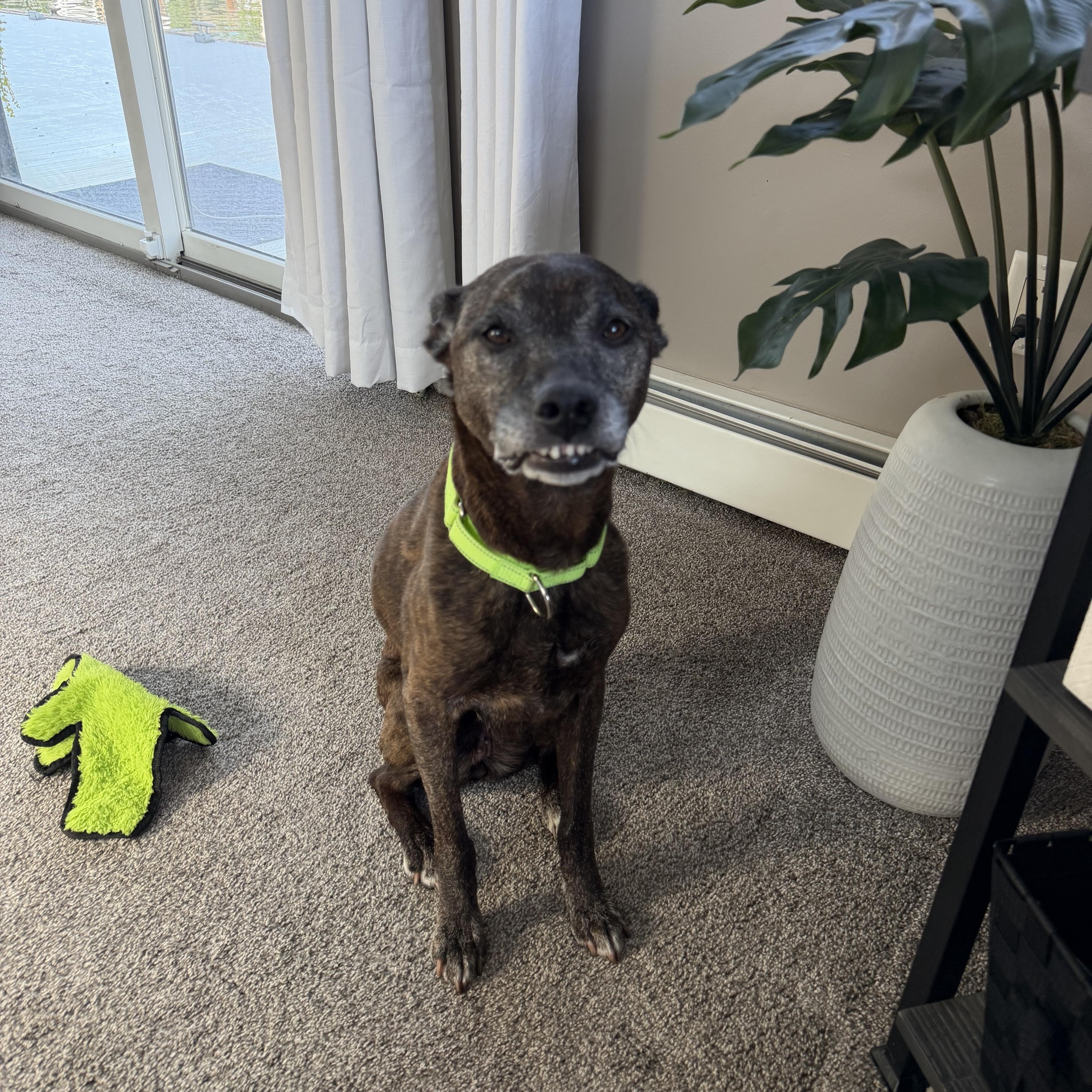 Birdie, Adoptable, Senior Female Jack Russell Terrier.