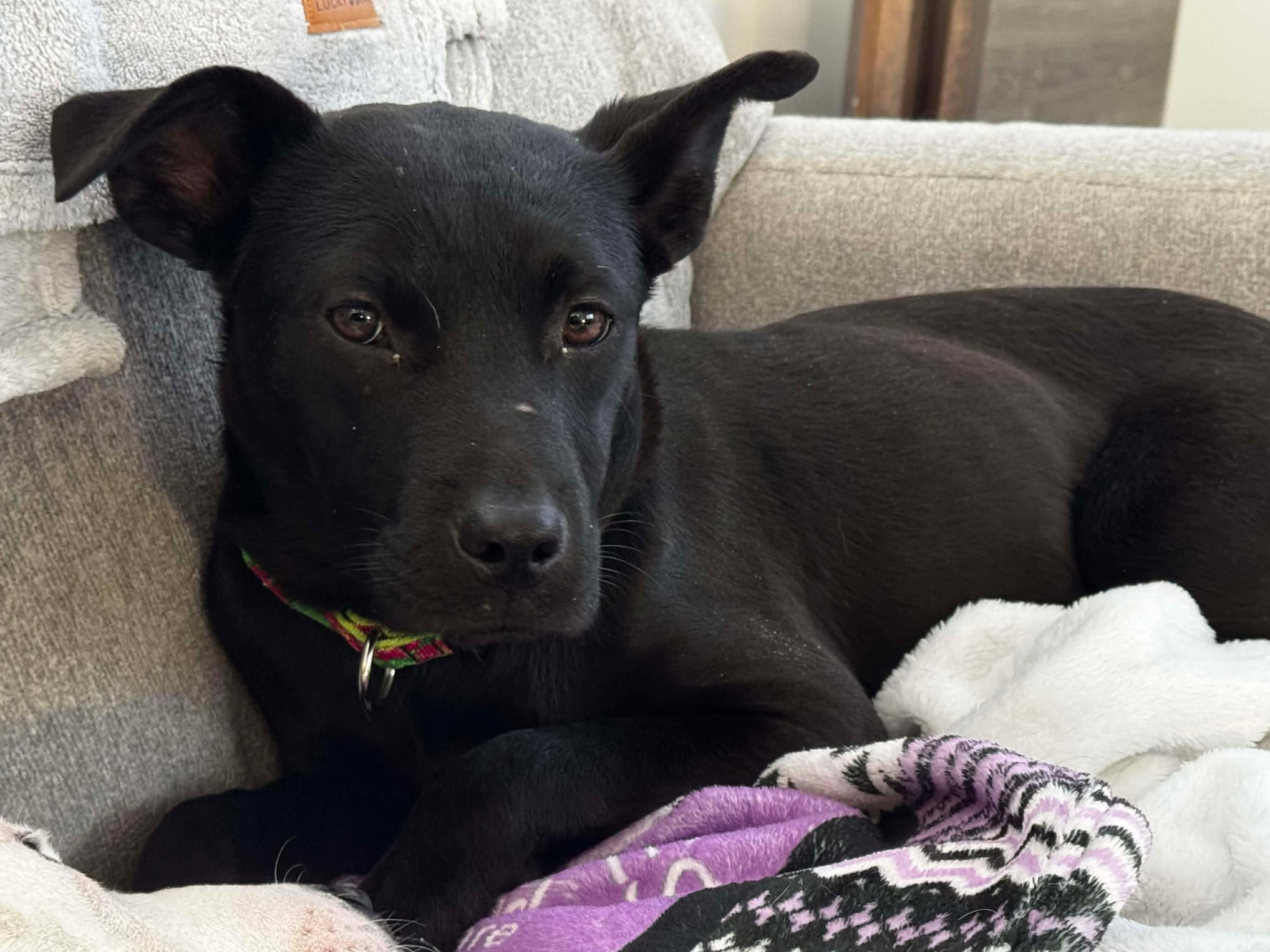 Enlarge Clementine, a Adoptable mixed breed in Portland, ME image 3/6