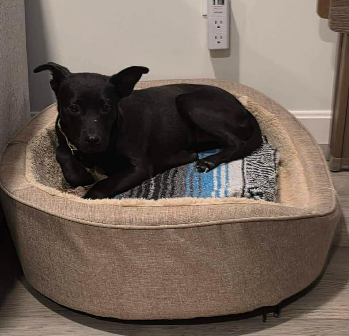 Enlarge Clementine, a Adoptable mixed breed in Portland, ME image 4/6