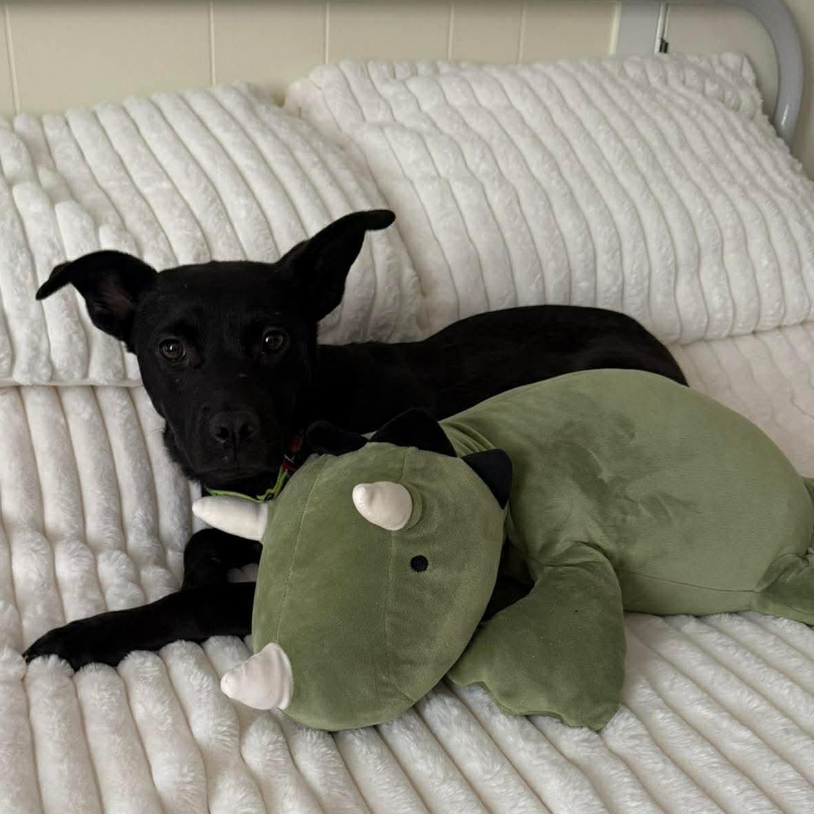 Enlarge Clementine, a Adoptable mixed breed in Portland, ME image 1/6