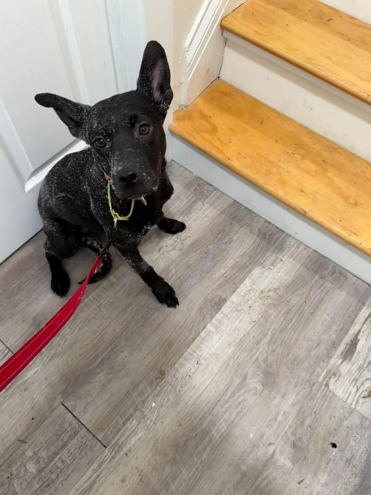 Enlarge Clementine, a Adoptable mixed breed in Portland, ME image 6/6