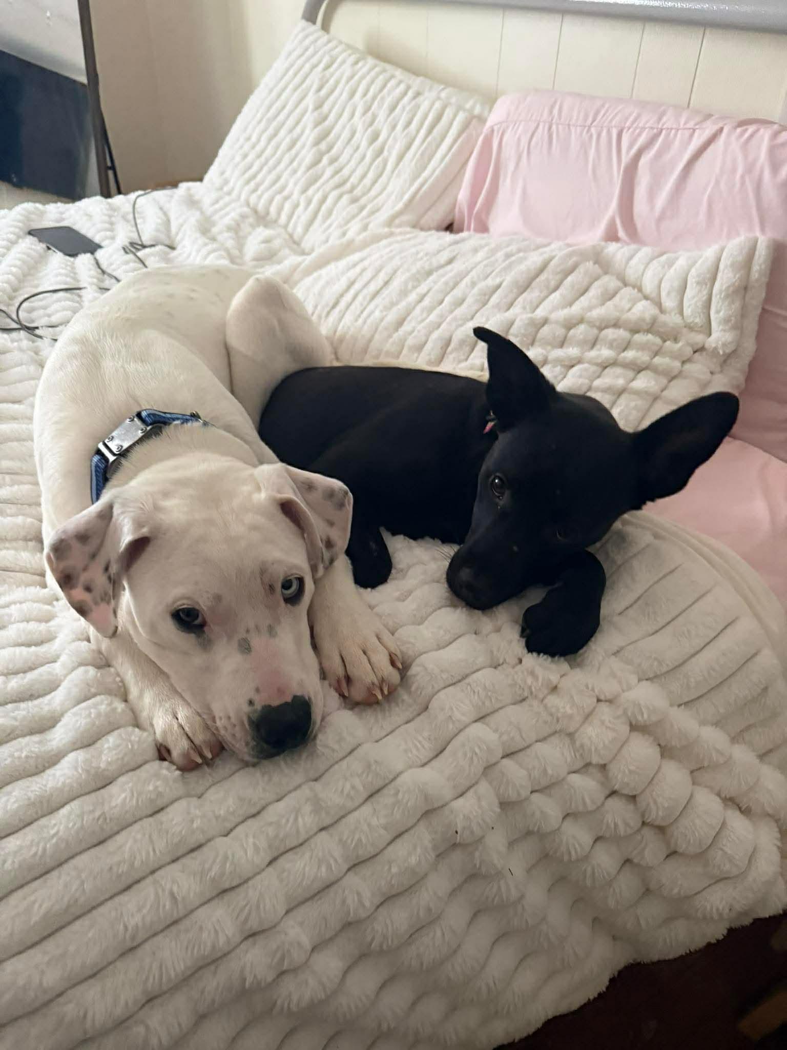 Enlarge Clementine, a Adoptable mixed breed in Portland, ME image 5/6