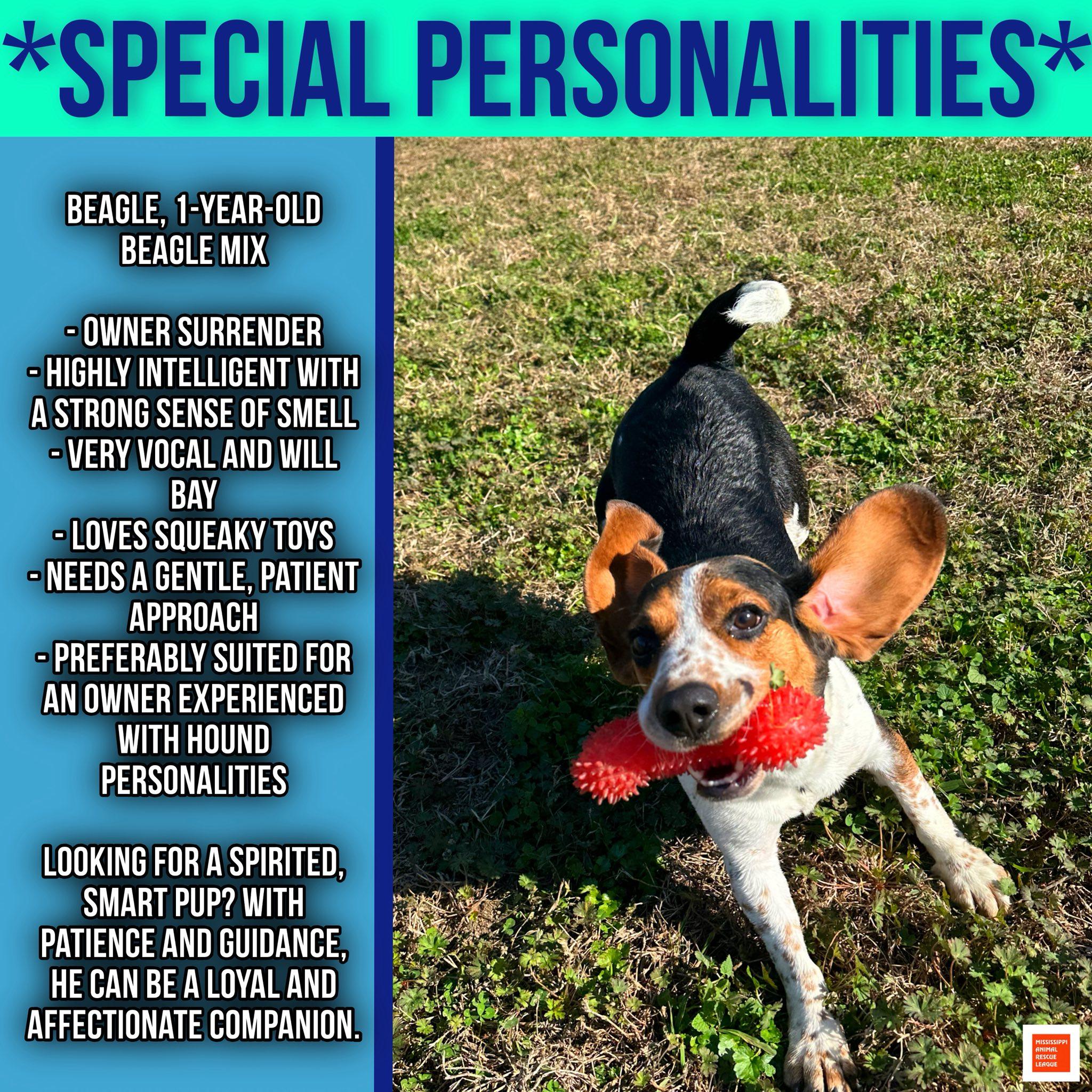 Gilmore, ADOPTABLE, Young Male Beagle.