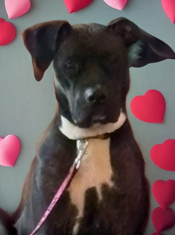 Enlarge Tulip, a ADOPTABLE American Staffordshire Terrier in Woodbury, NJ image 2/2