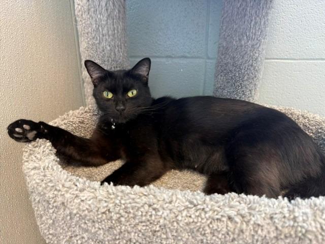 Enlarge Olive, a Adoptable mixed breed in Dalton, GA image 1/2