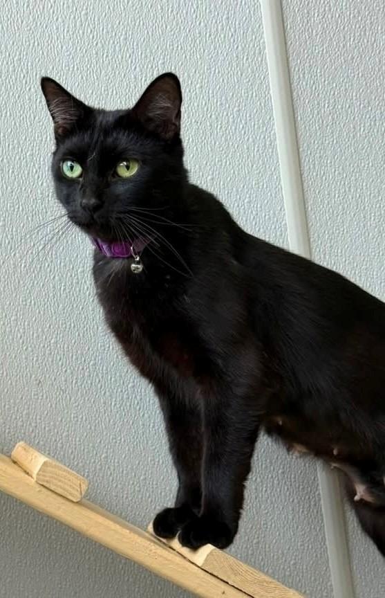 Enlarge Olive, a Adoptable mixed breed in Dalton, GA image 2/2