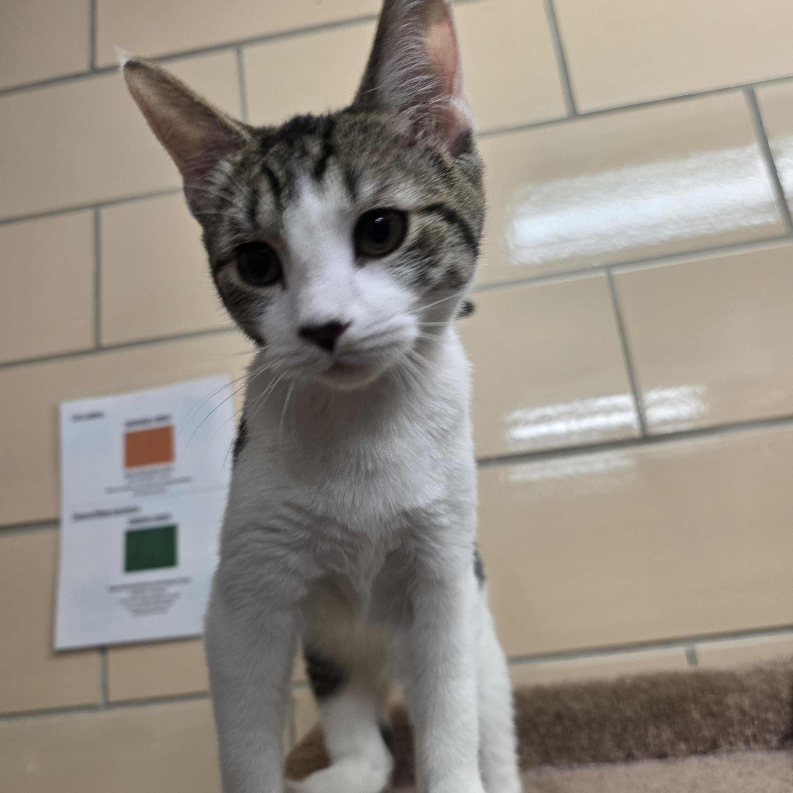 Enlarge Walker, an adopted Domestic Short Hair in Renfrew, PA image 5/6