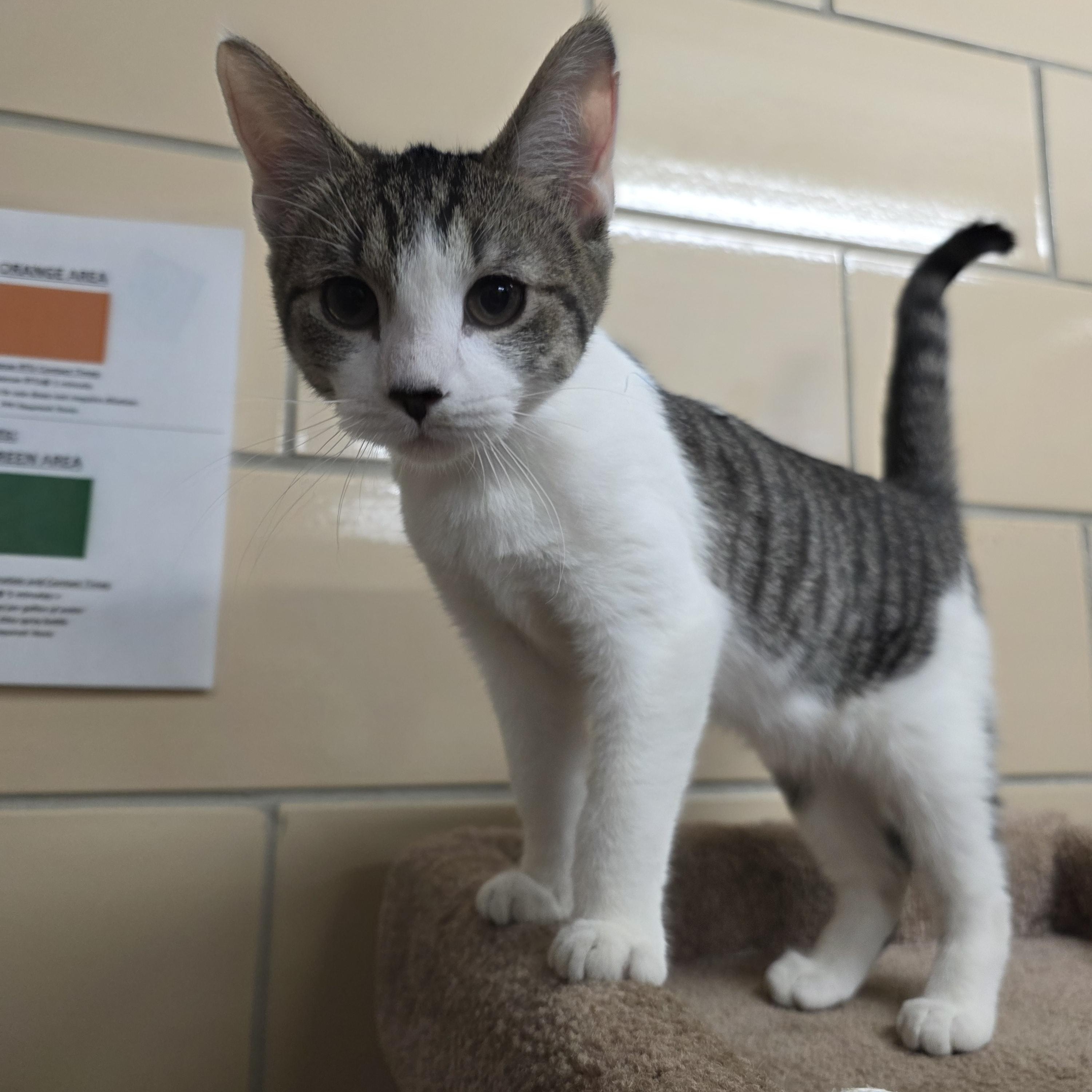 Enlarge Walker, an adopted Domestic Short Hair in Renfrew, PA image 1/6