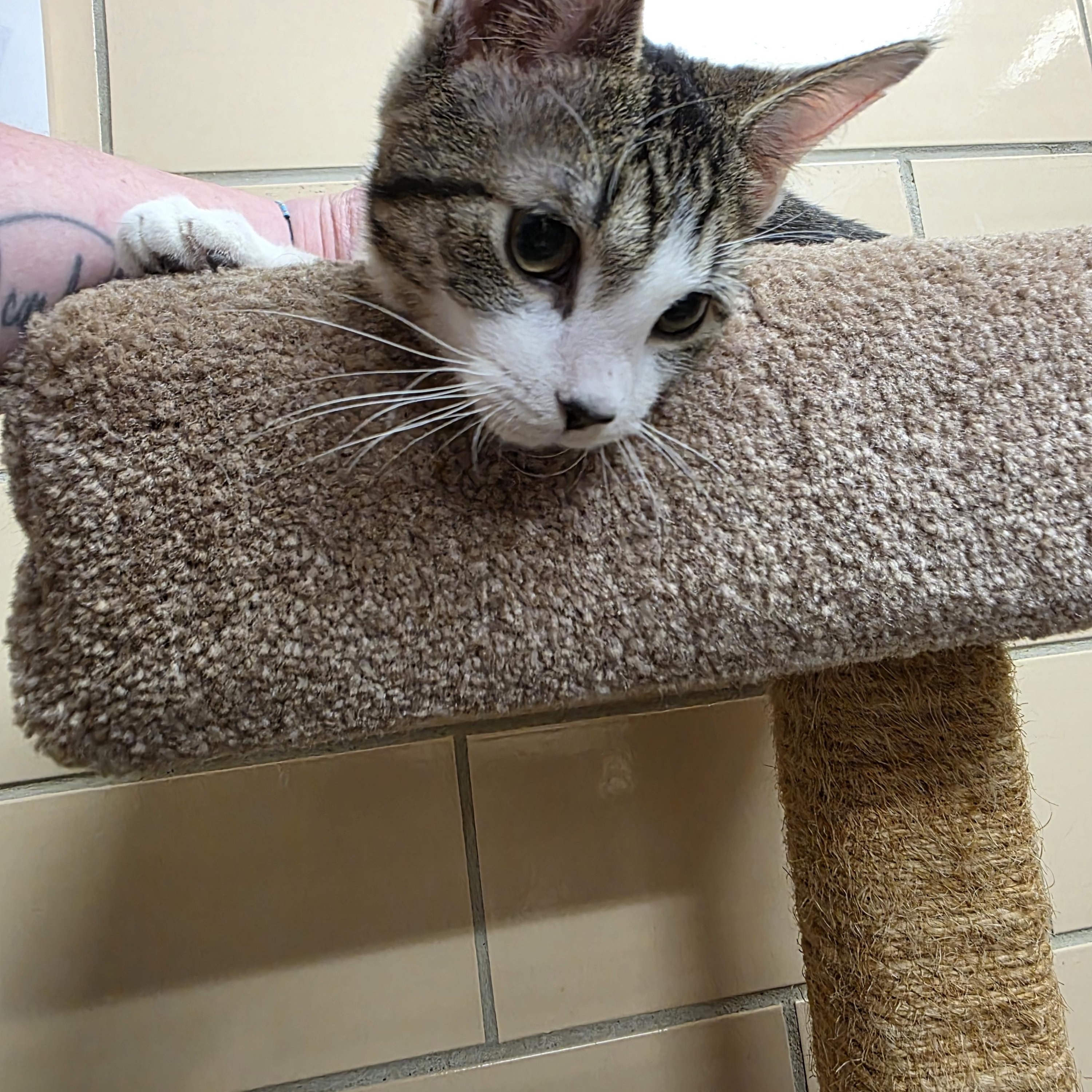 Enlarge Walker, an adopted Domestic Short Hair in Renfrew, PA image 6/6