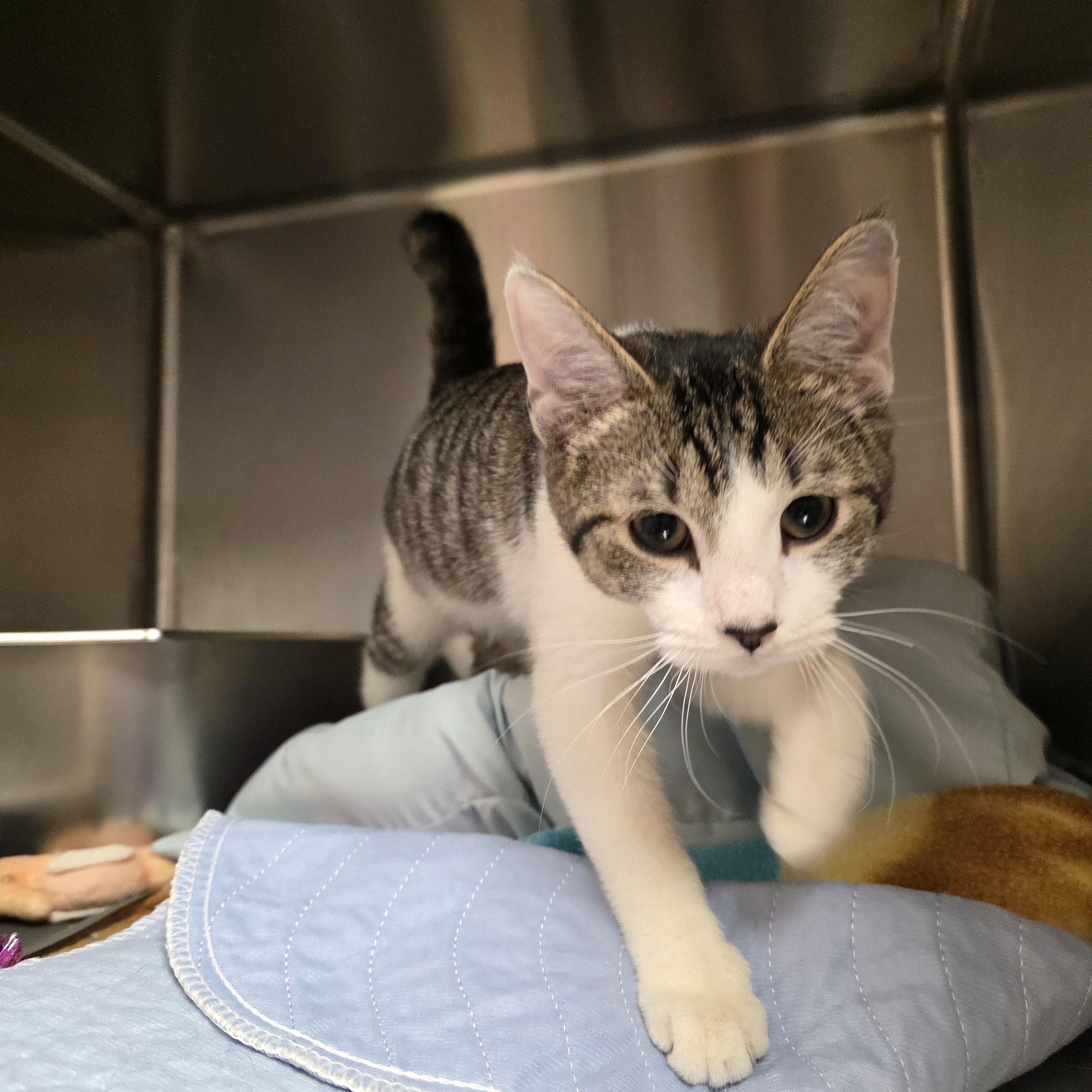 Enlarge Walker, an adopted Domestic Short Hair in Renfrew, PA image 2/6