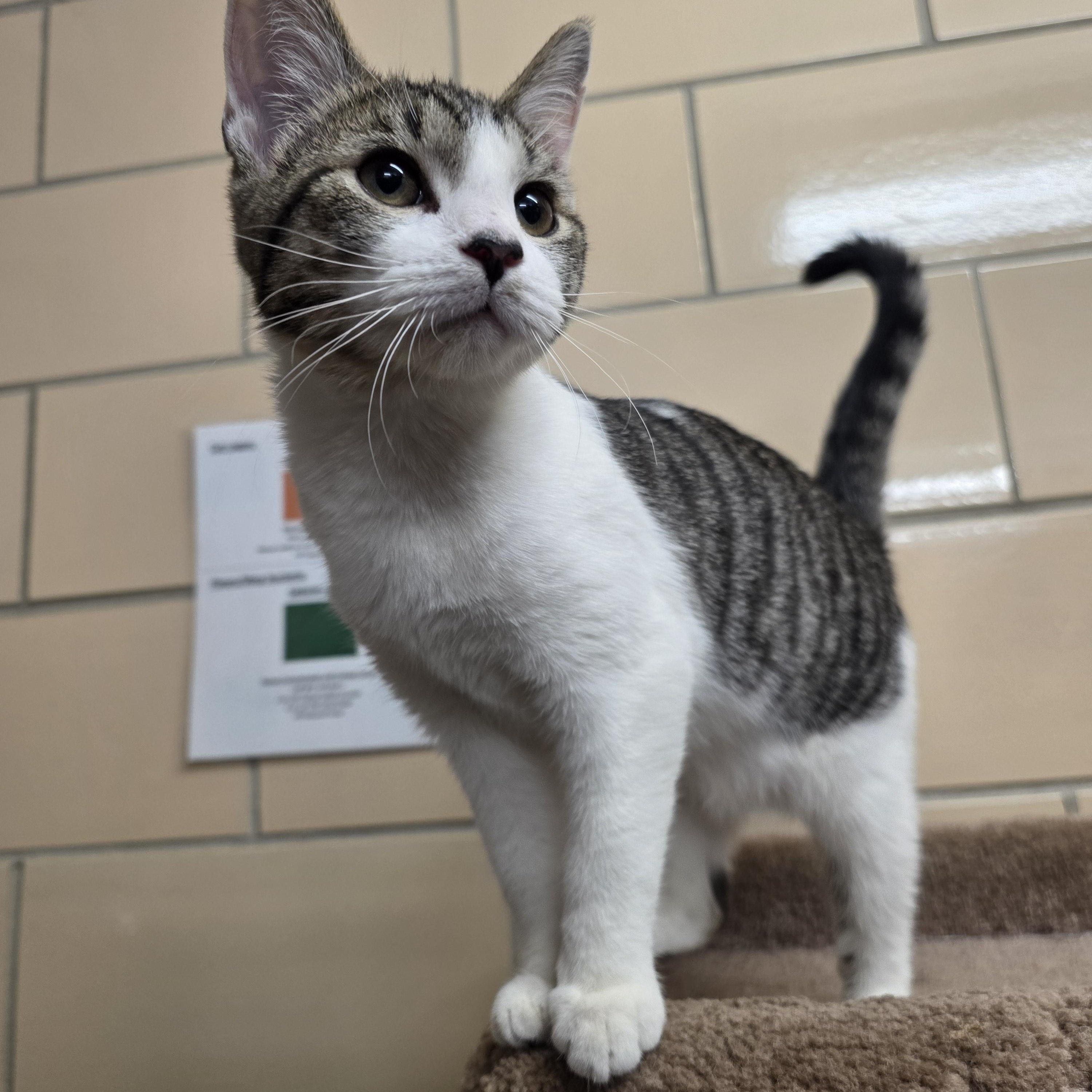 Enlarge Walker, an adopted Domestic Short Hair in Renfrew, PA image 3/6