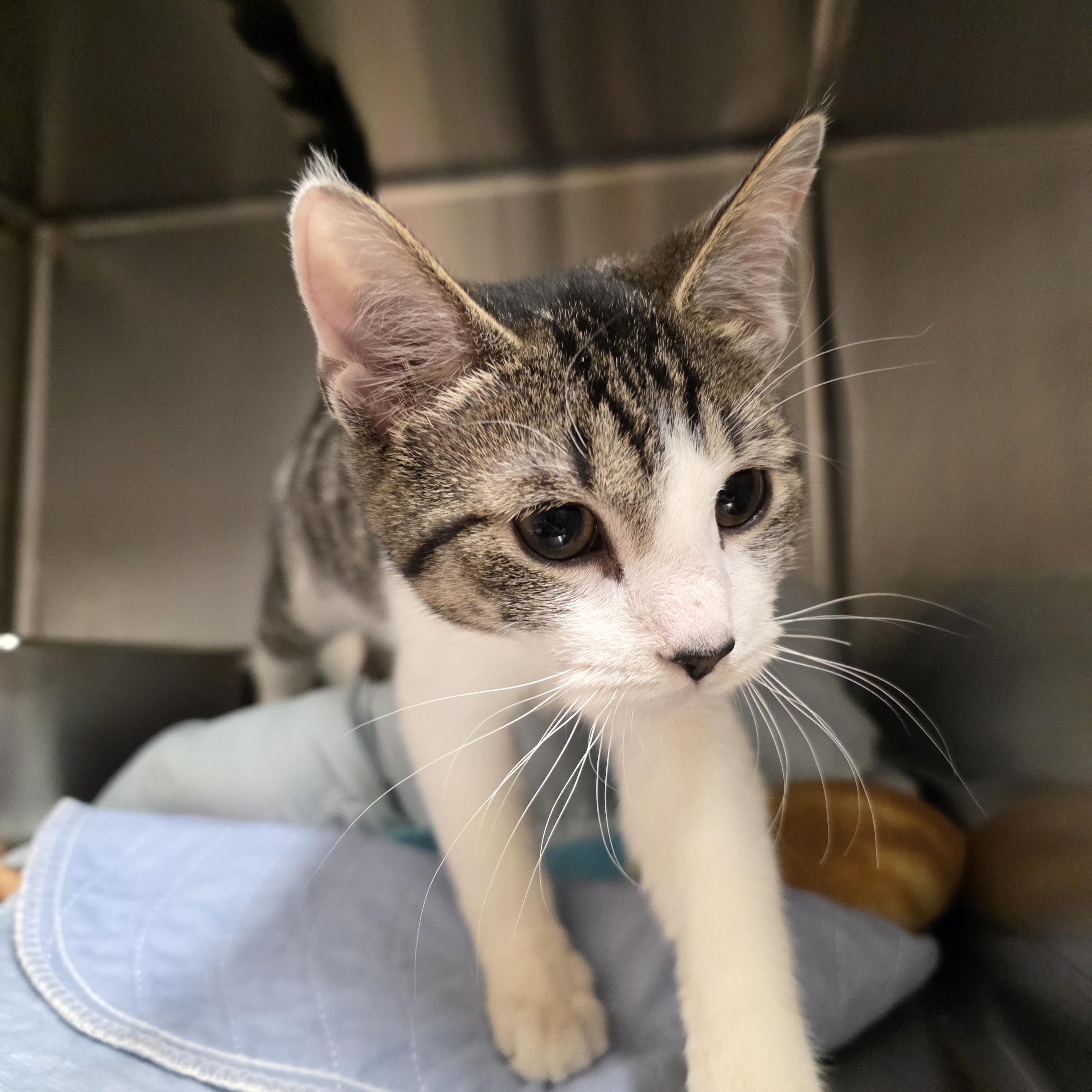 Enlarge Walker, an adopted Domestic Short Hair in Renfrew, PA image 4/6