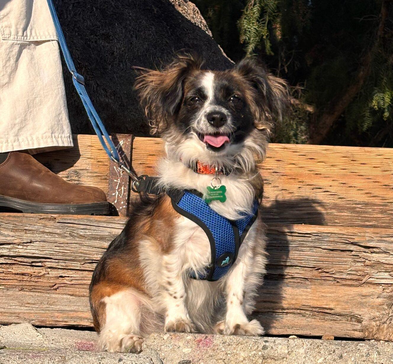 Georgia, a Adoptable mixed breed in Los Angeles, CA image 4/6