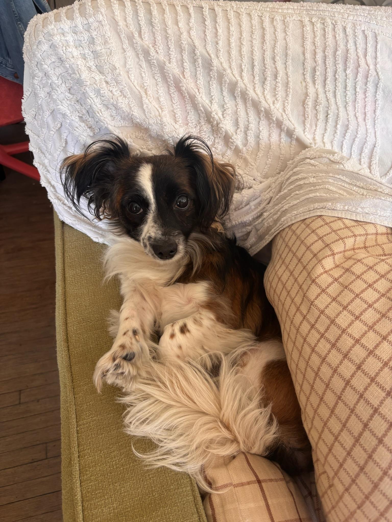 Georgia, a Adoptable mixed breed in Los Angeles, CA image 5/6