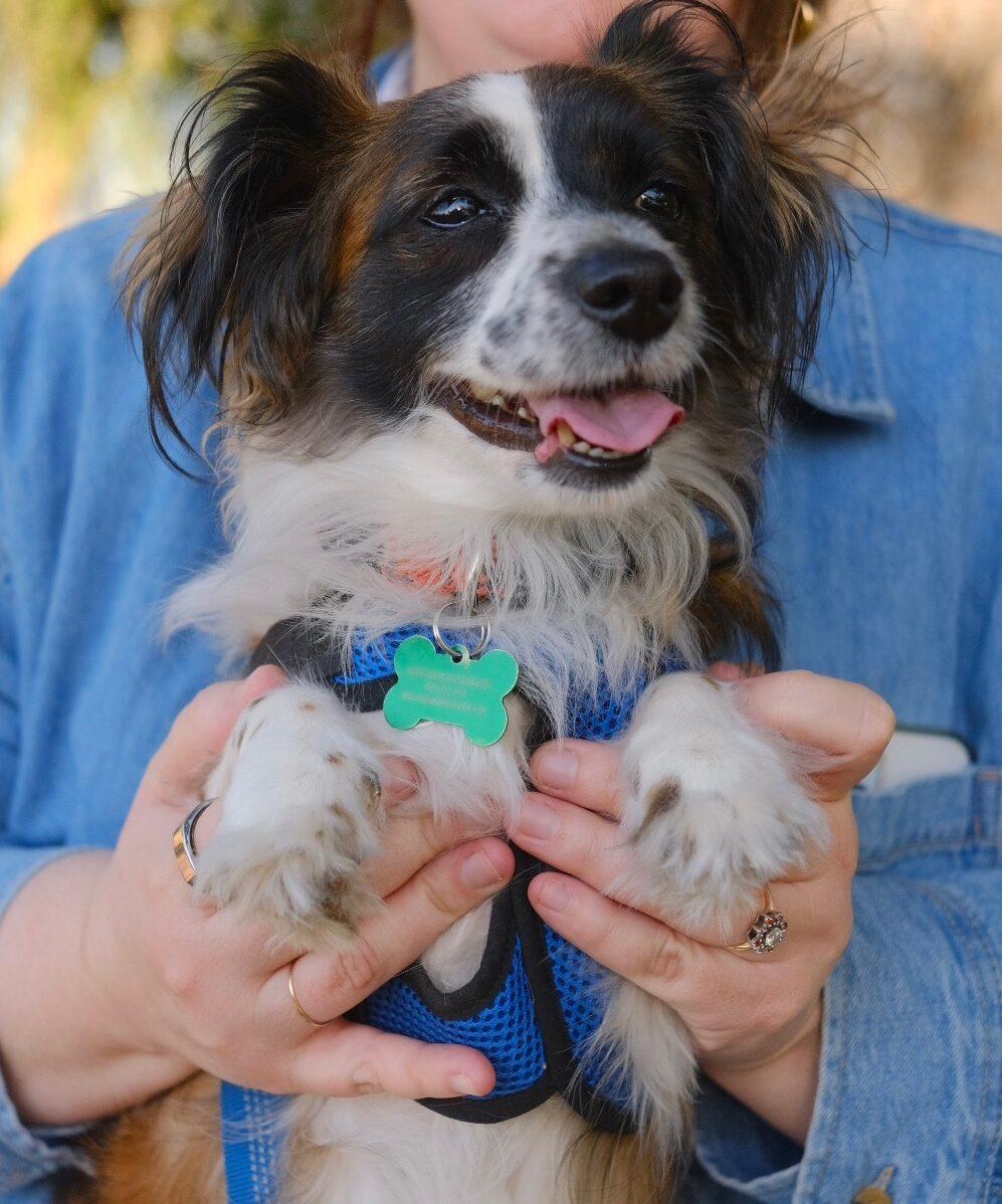 Georgia, Adoptable, Adult Female Chihuahua & Spaniel.