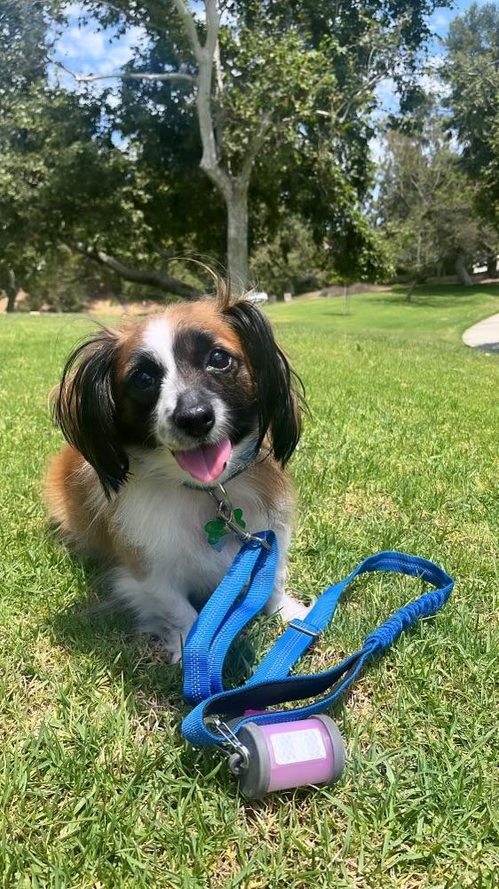 Georgia, a Adoptable mixed breed in Los Angeles, CA image 6/6