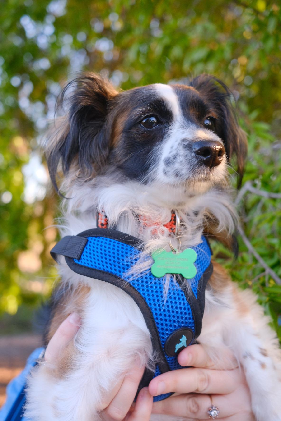 Georgia, a Adoptable mixed breed in Los Angeles, CA image 3/6