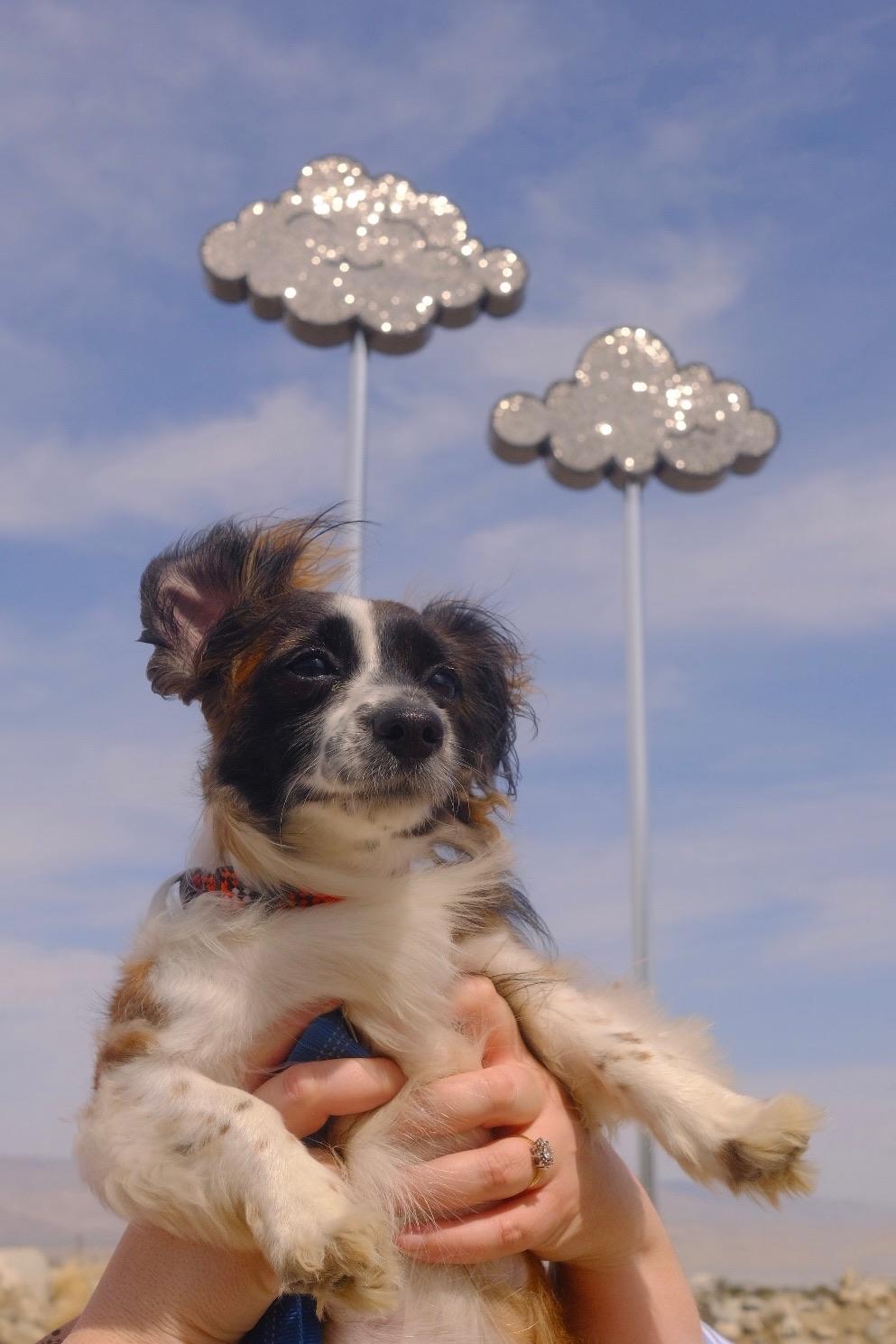 Georgia, a Adoptable mixed breed in Los Angeles, CA image 2/6