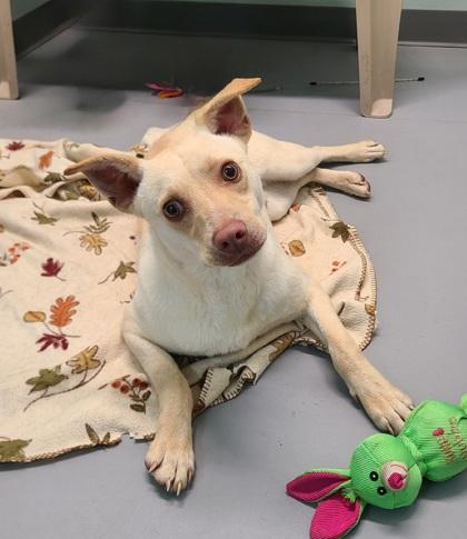 Gabe (6801), an adoptable Labrador Retriever in Lake City, MI, 49651 | Photo Image 1
